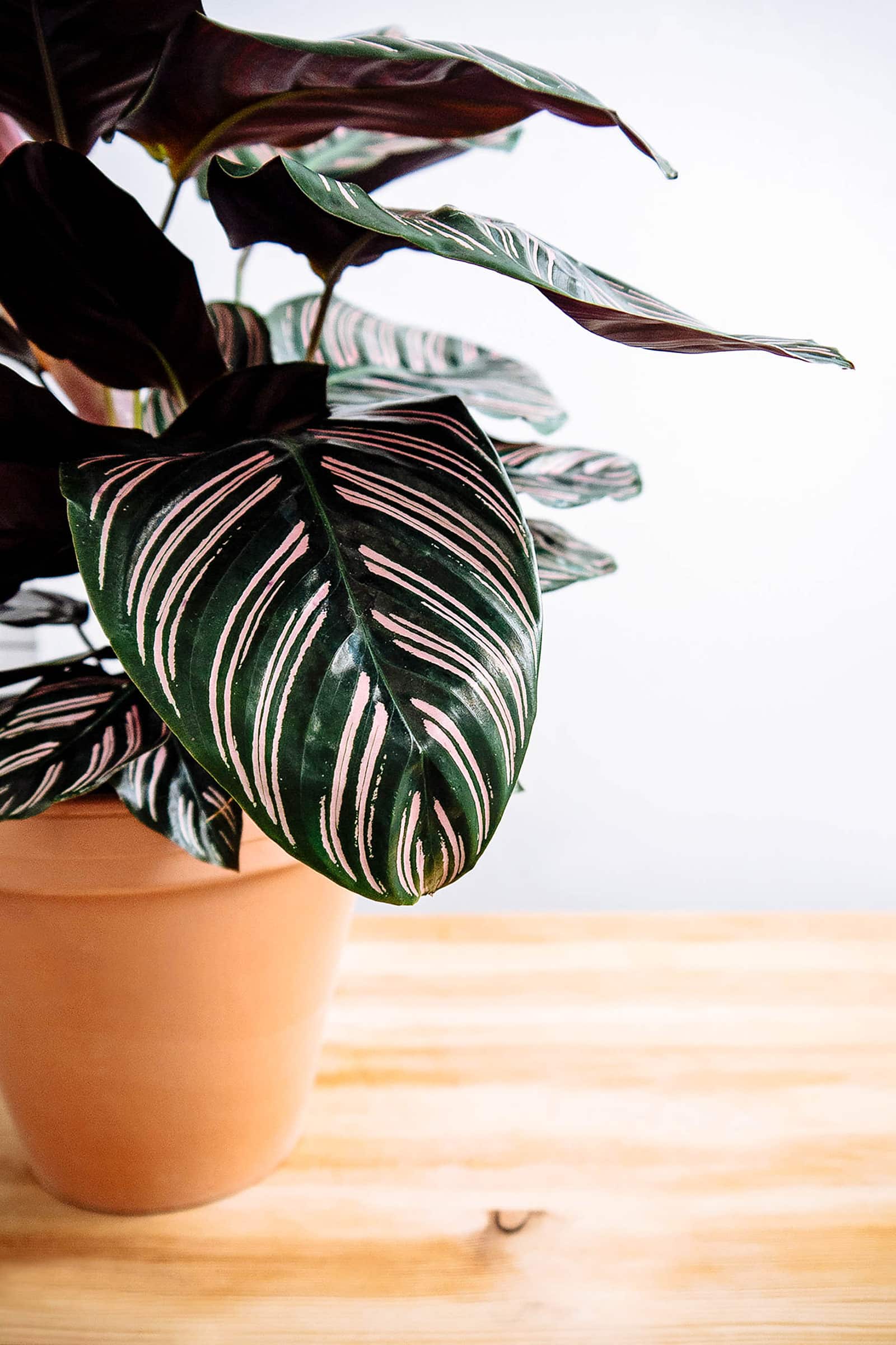 How to care for Calathea ornata the easy way (pinstripe plant)