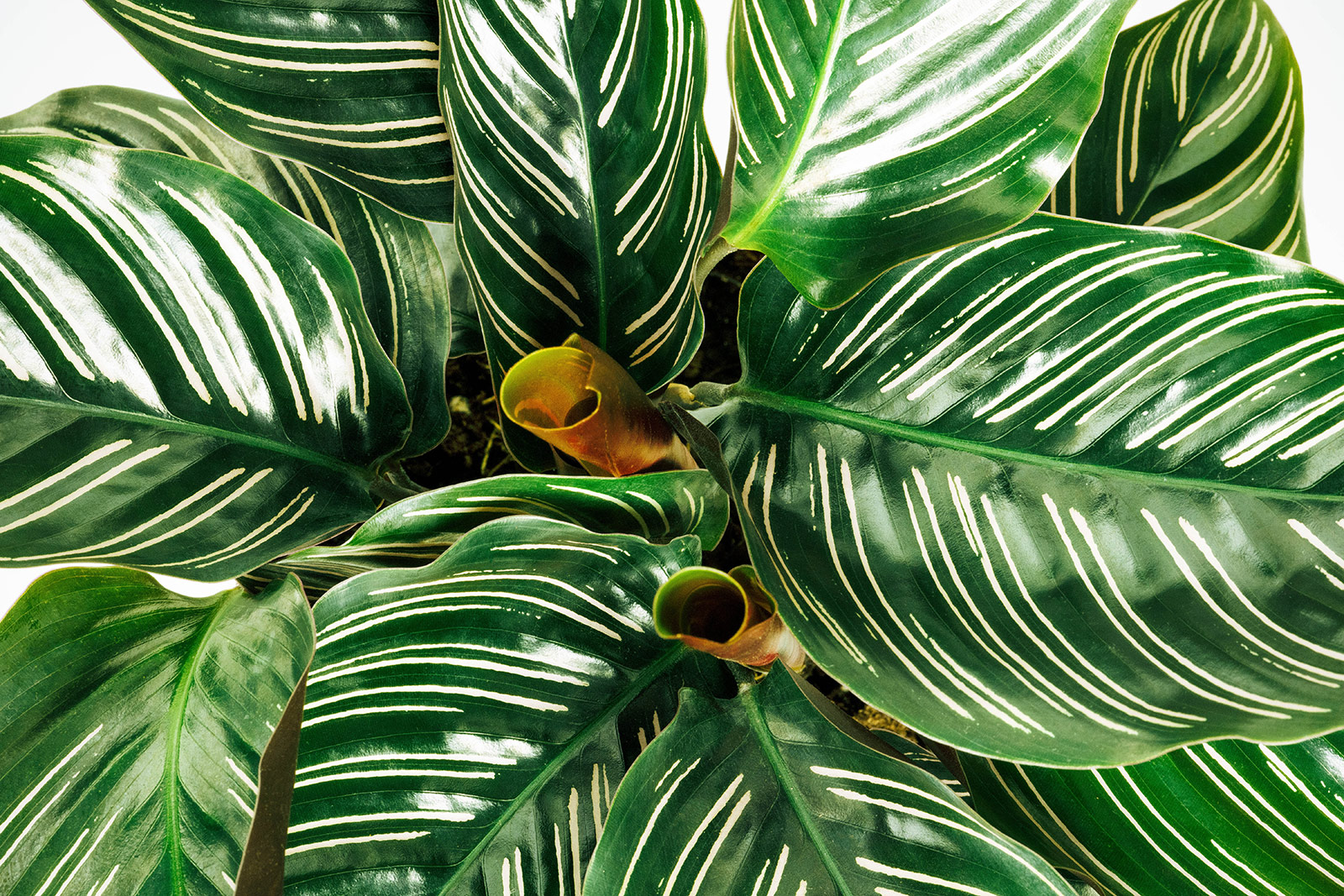 Close-up of Calathea ornata leaves with white pinstriped leaf veins