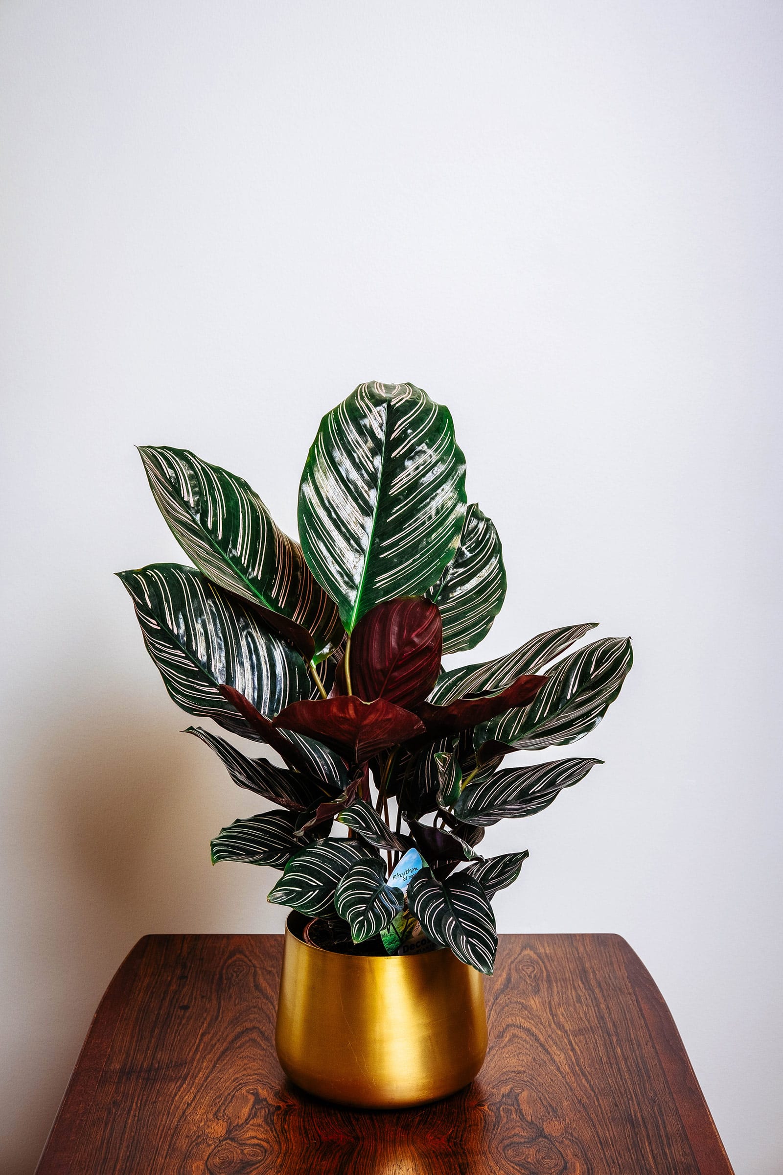 Pinstripe plant (Calathea ornata) in a brass pot on a dark wooden table against a white wall