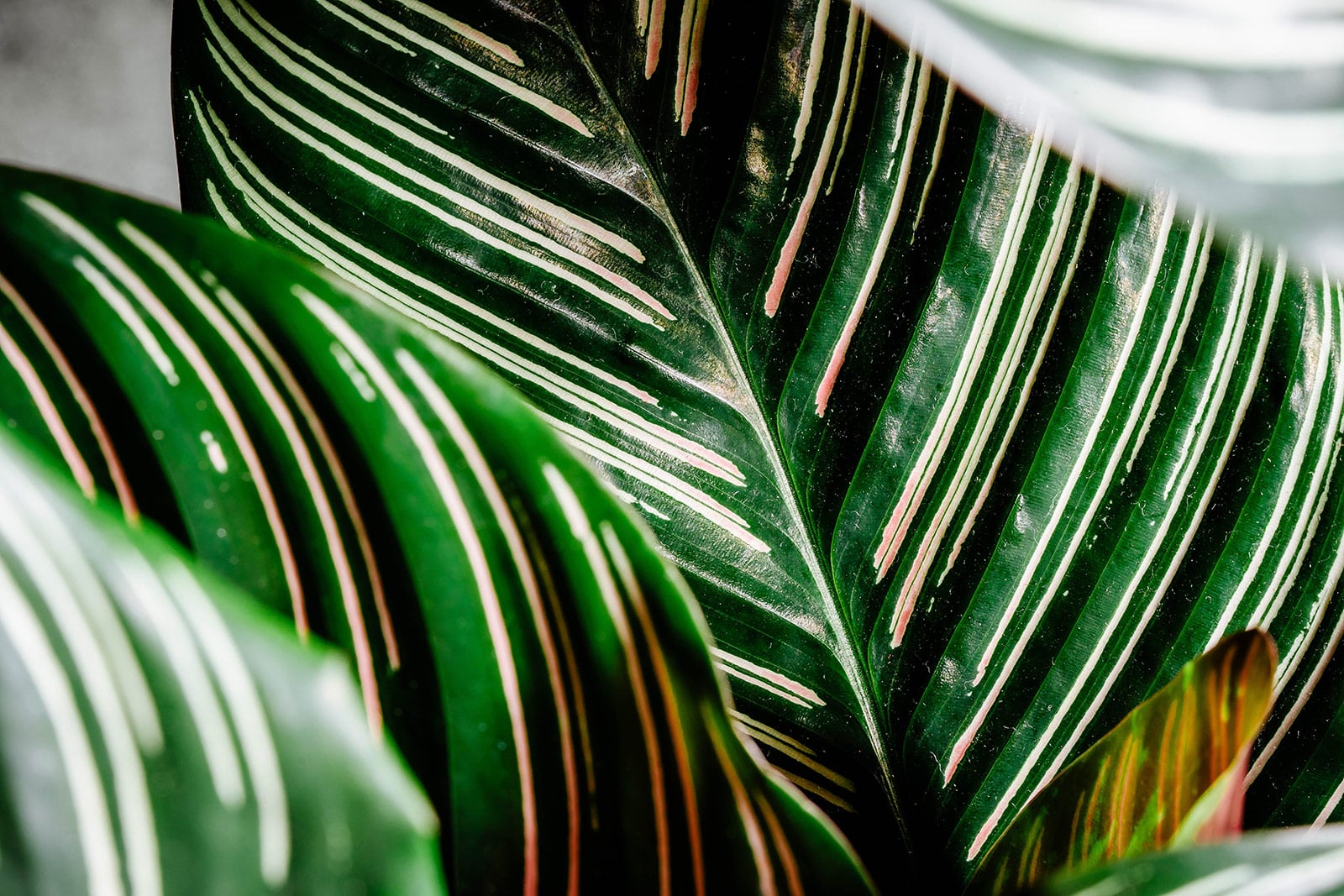 Close-up of pinstripe pattern on Calathea ornata plant leaves