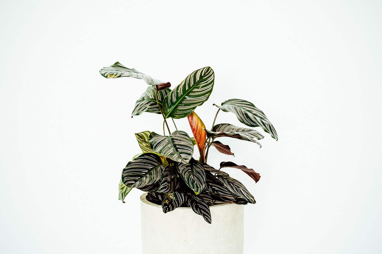 Calathea ornata plant in a modern white concrete pot against a white backdrop
