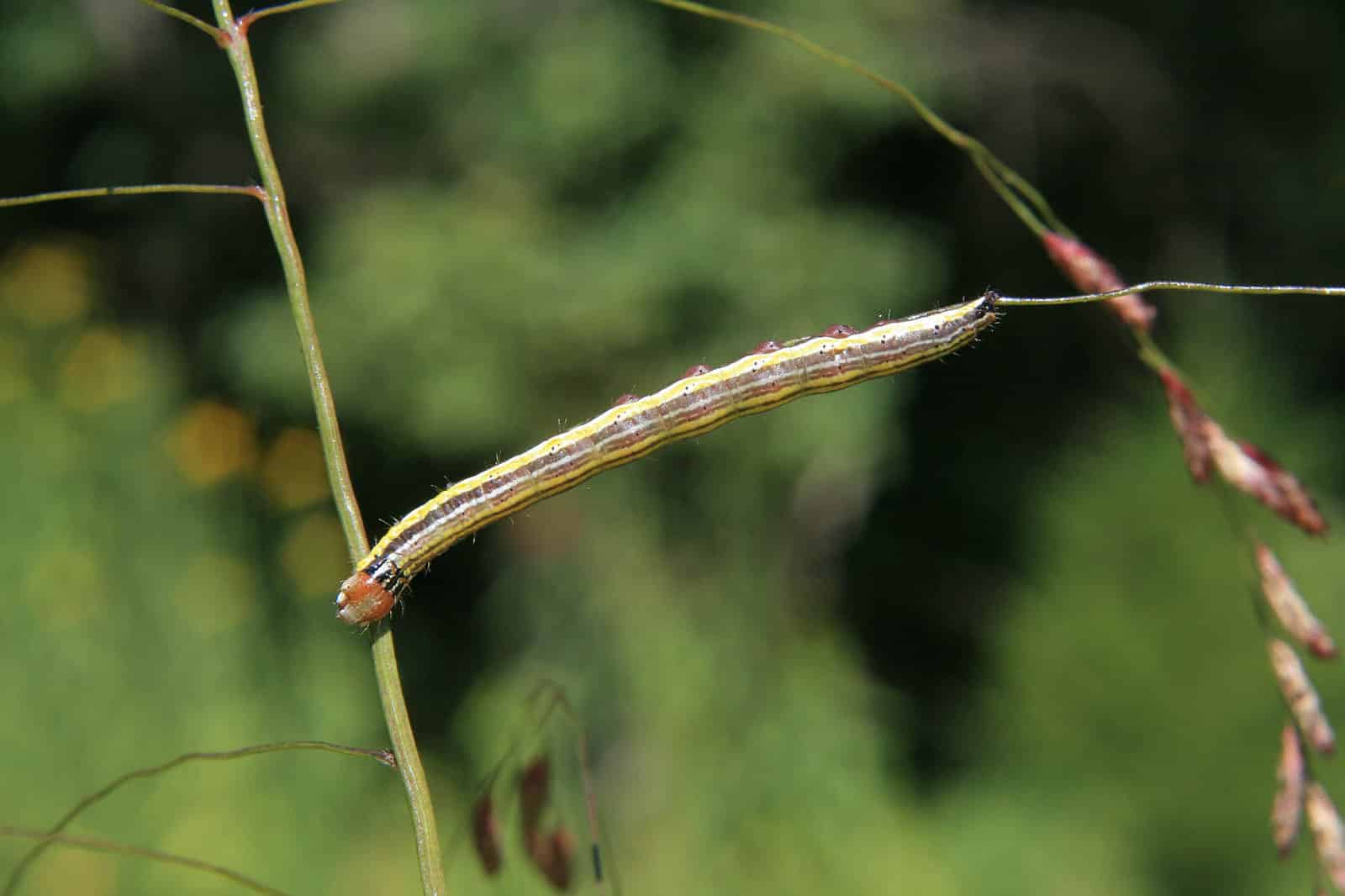 Striped garden caterpillar