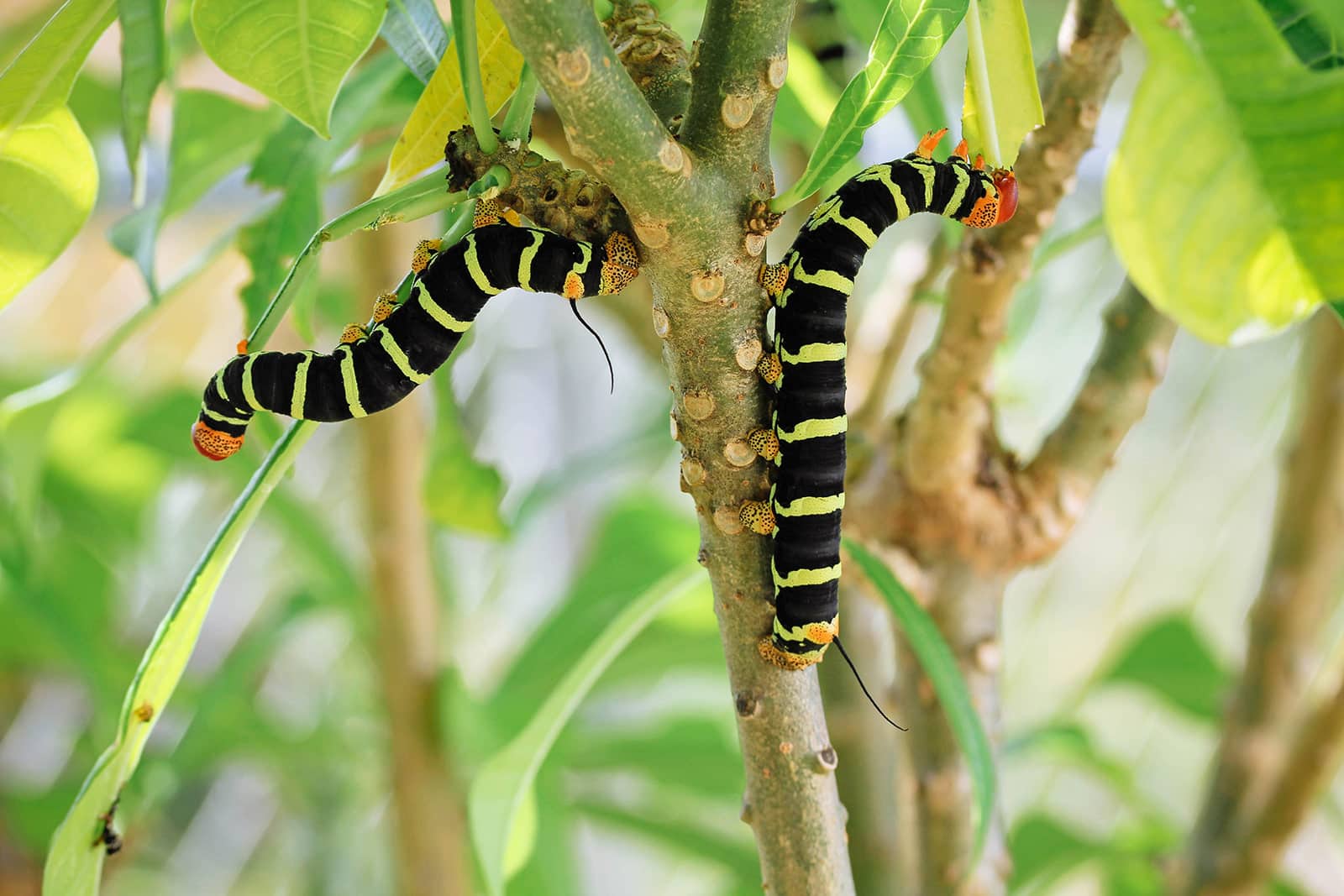 Simple visual guide: types of striped caterpillars that may be eating your plants