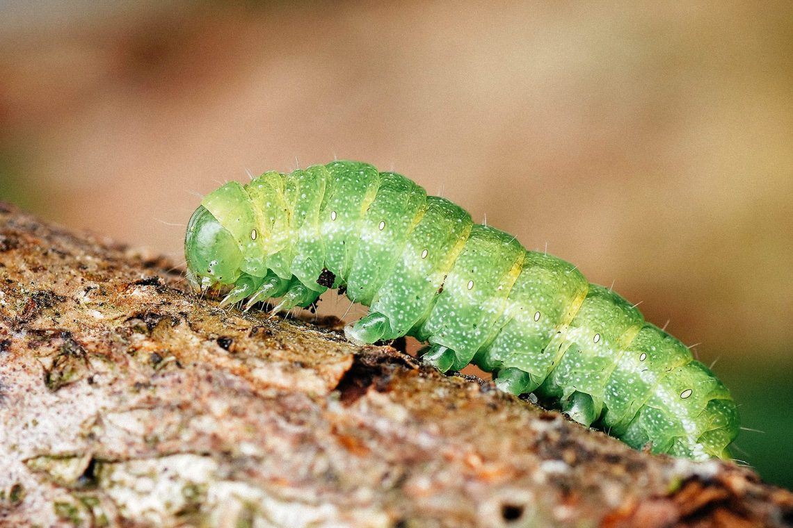 A Visual Guide to 32 Types of Green Caterpillars in Your Garden