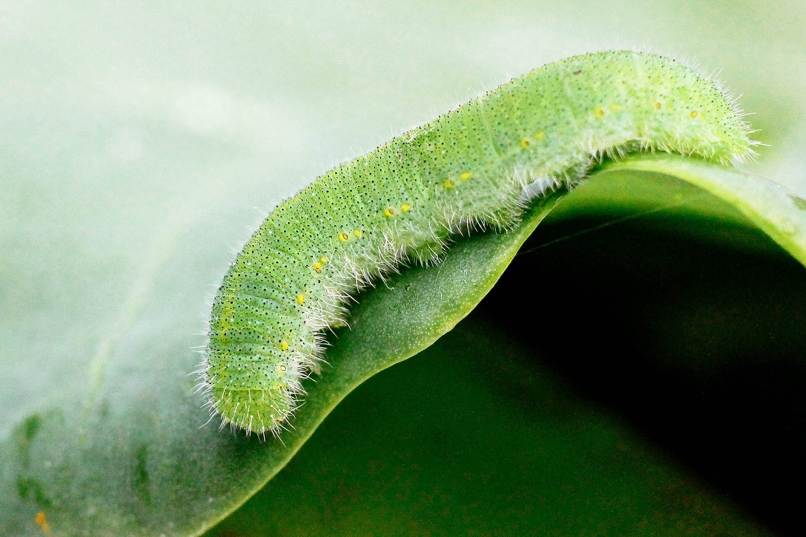small green caterpillar with black head