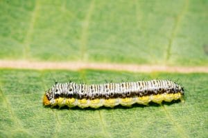 Caterpillar Identification: A Visual Guide to 32 Types of Green ...