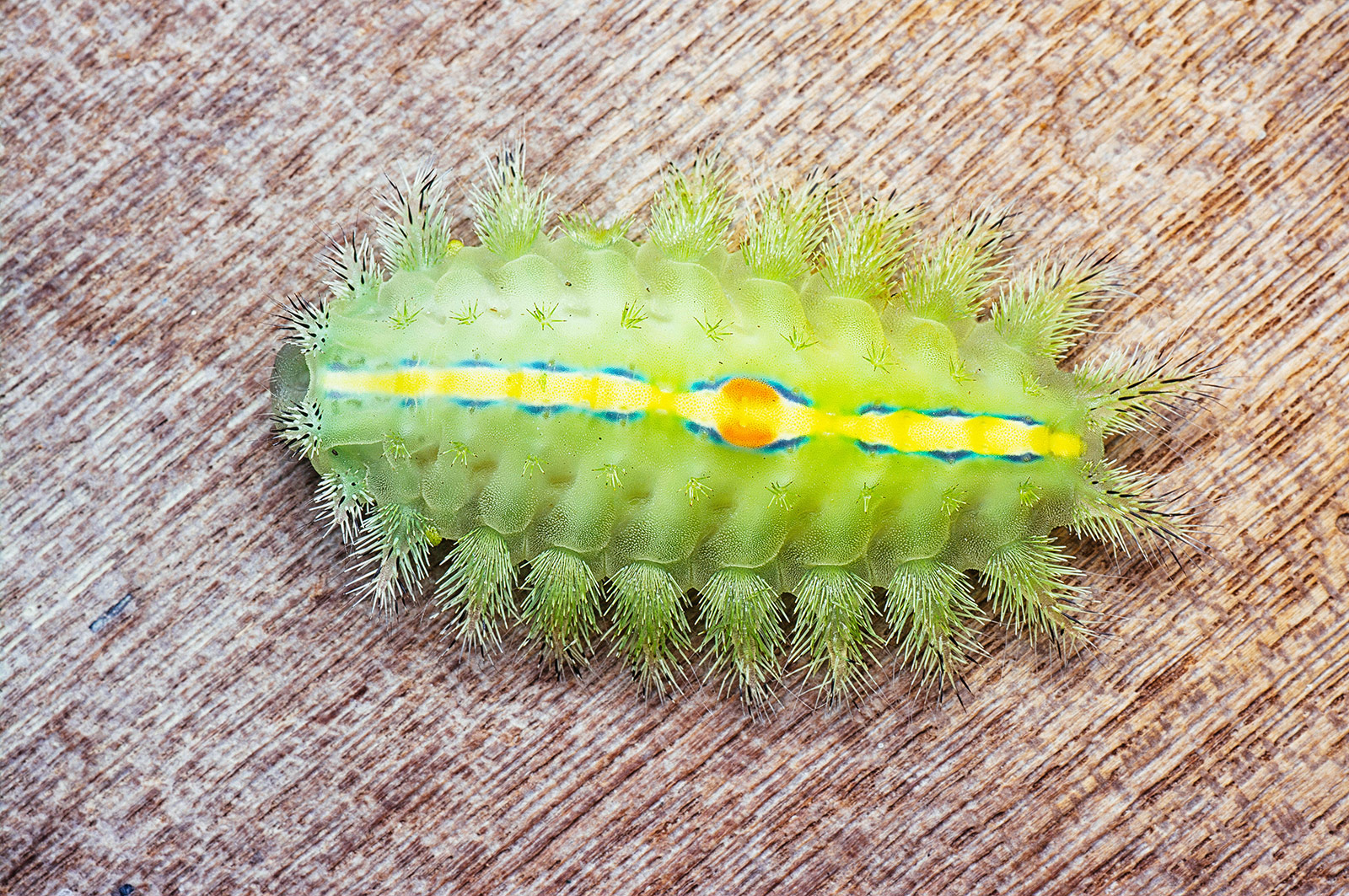 Crowned slug moth caterpillar