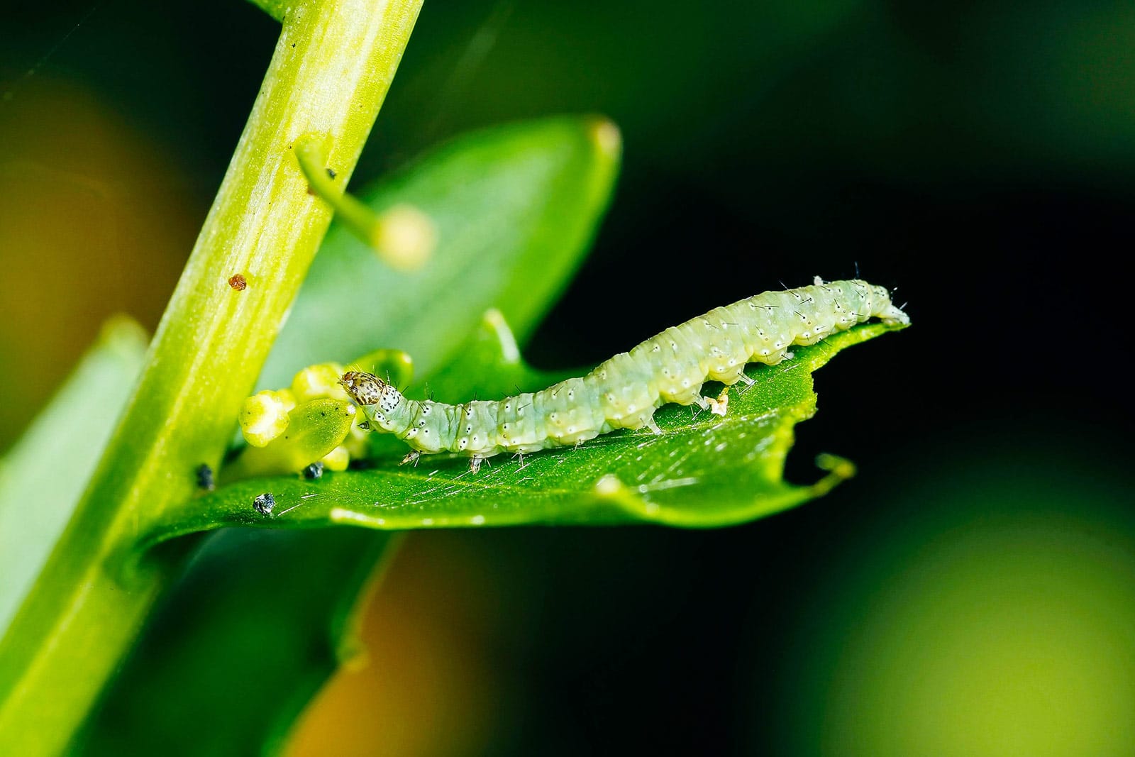 Diamondback moth caterpillar