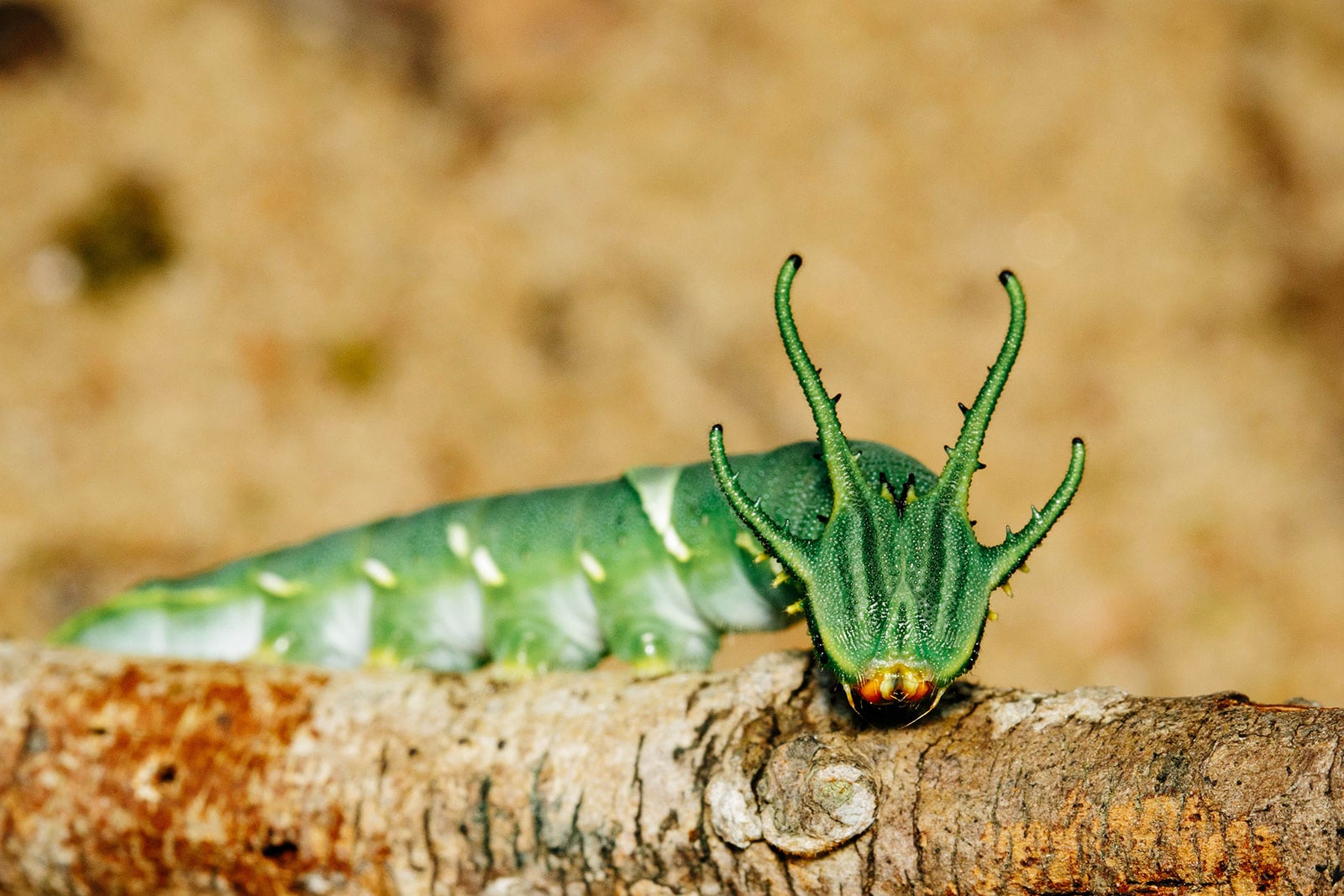 Dragonhead caterpillar