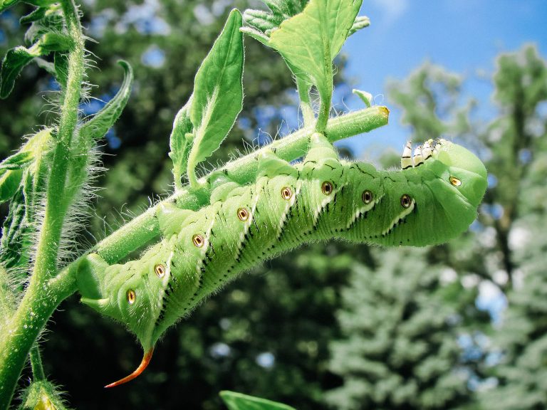 A Visual Guide to 32 Types of Green Caterpillars in Your Garden