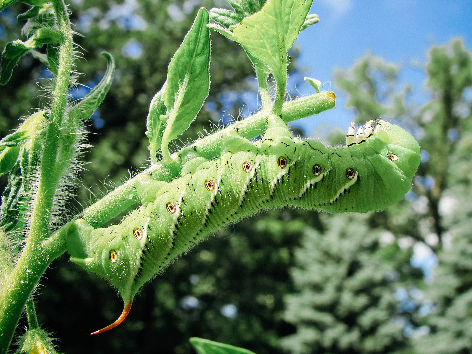 Visual guide to tobacco hornworm identification and other common types of green caterpillars in the garden