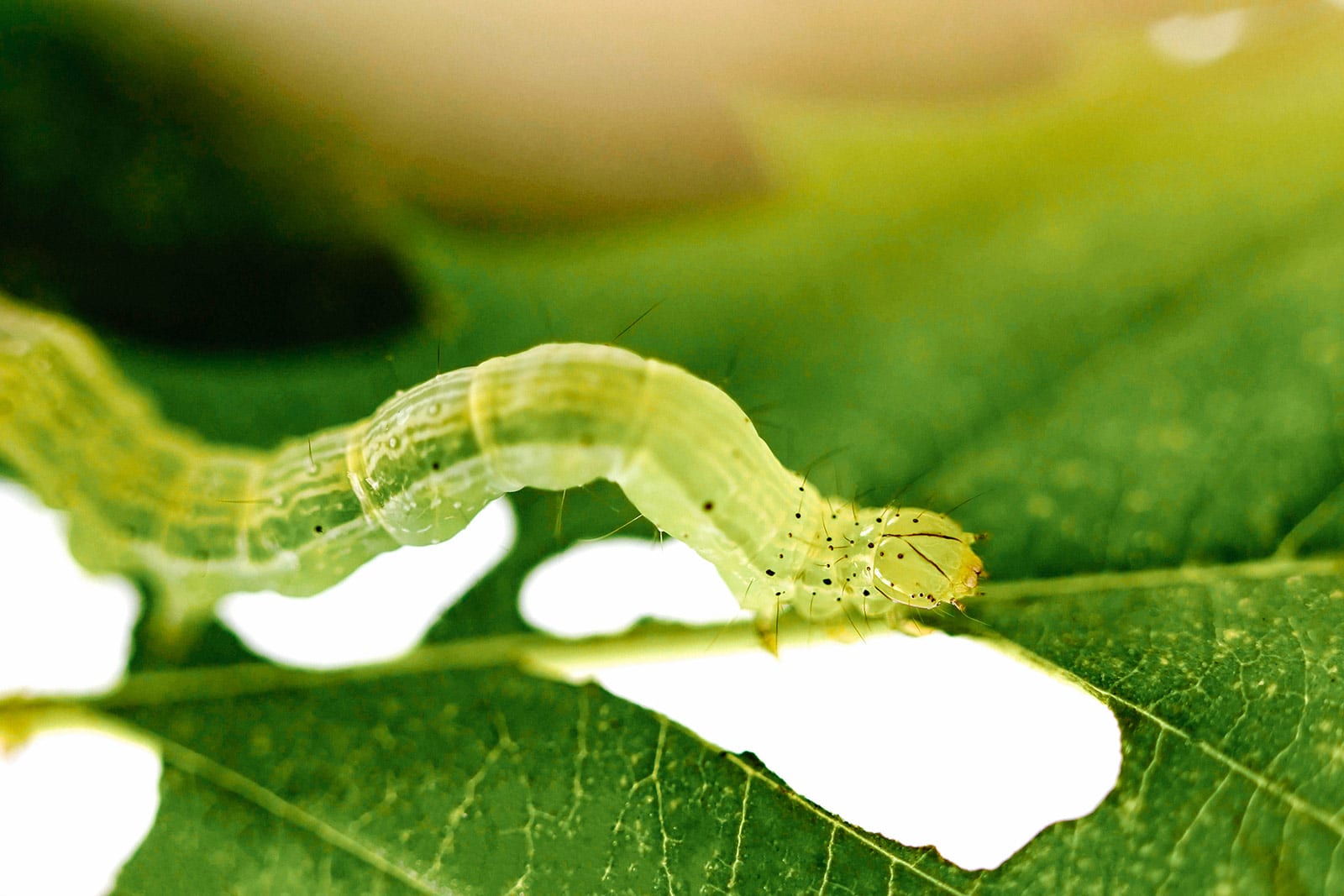 Green cloverworm