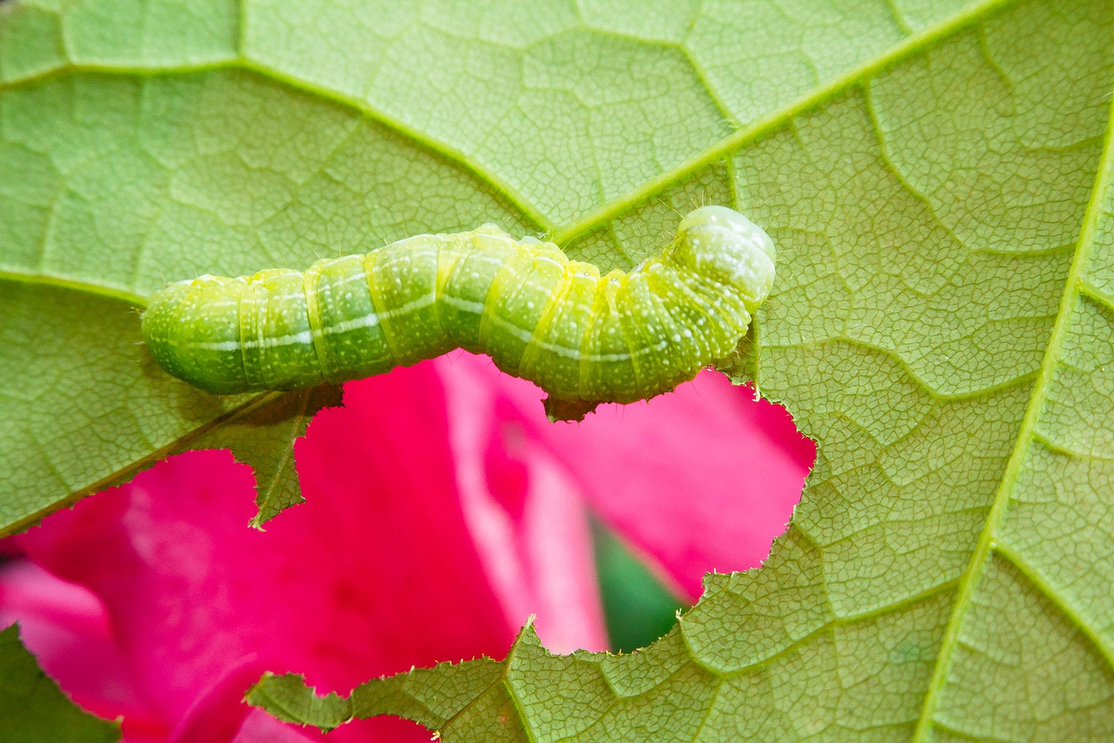 Rough prominent moth caterpillar