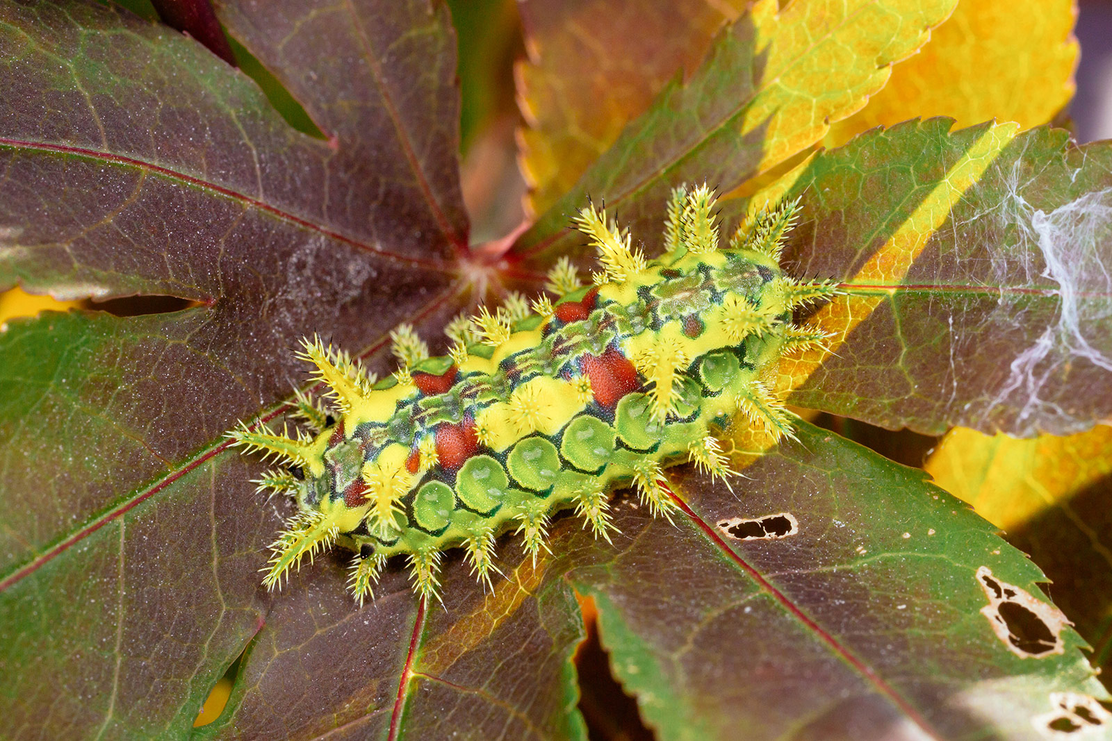 Spiny oak slug caterpillar