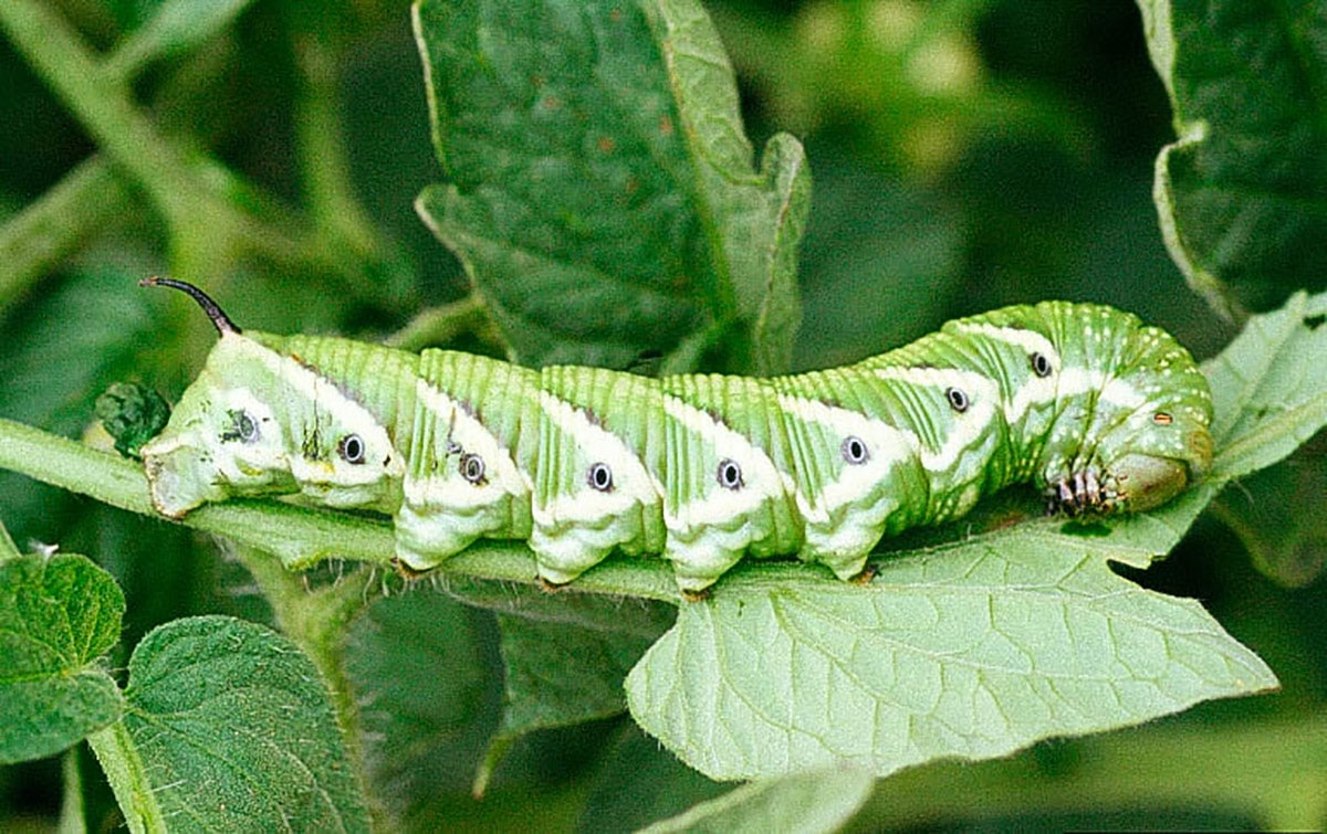 Caterpillar  Caterpillar at a Glance