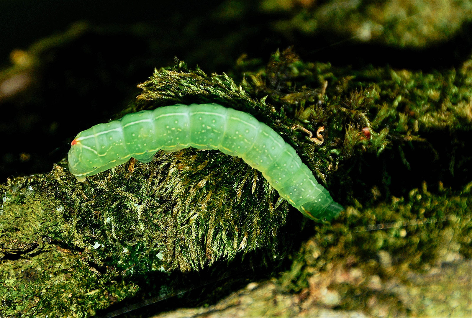 Winter moth caterpillar