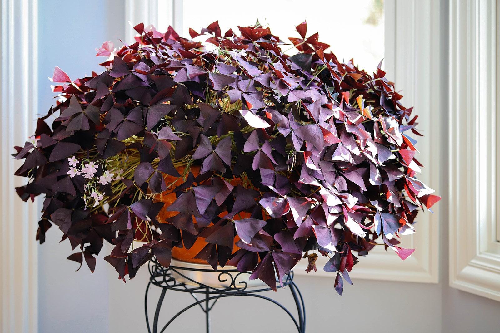 A mature Oxalis triangularis (purple shamrock) houseplant in an elevated pot displayed next to windows in a house