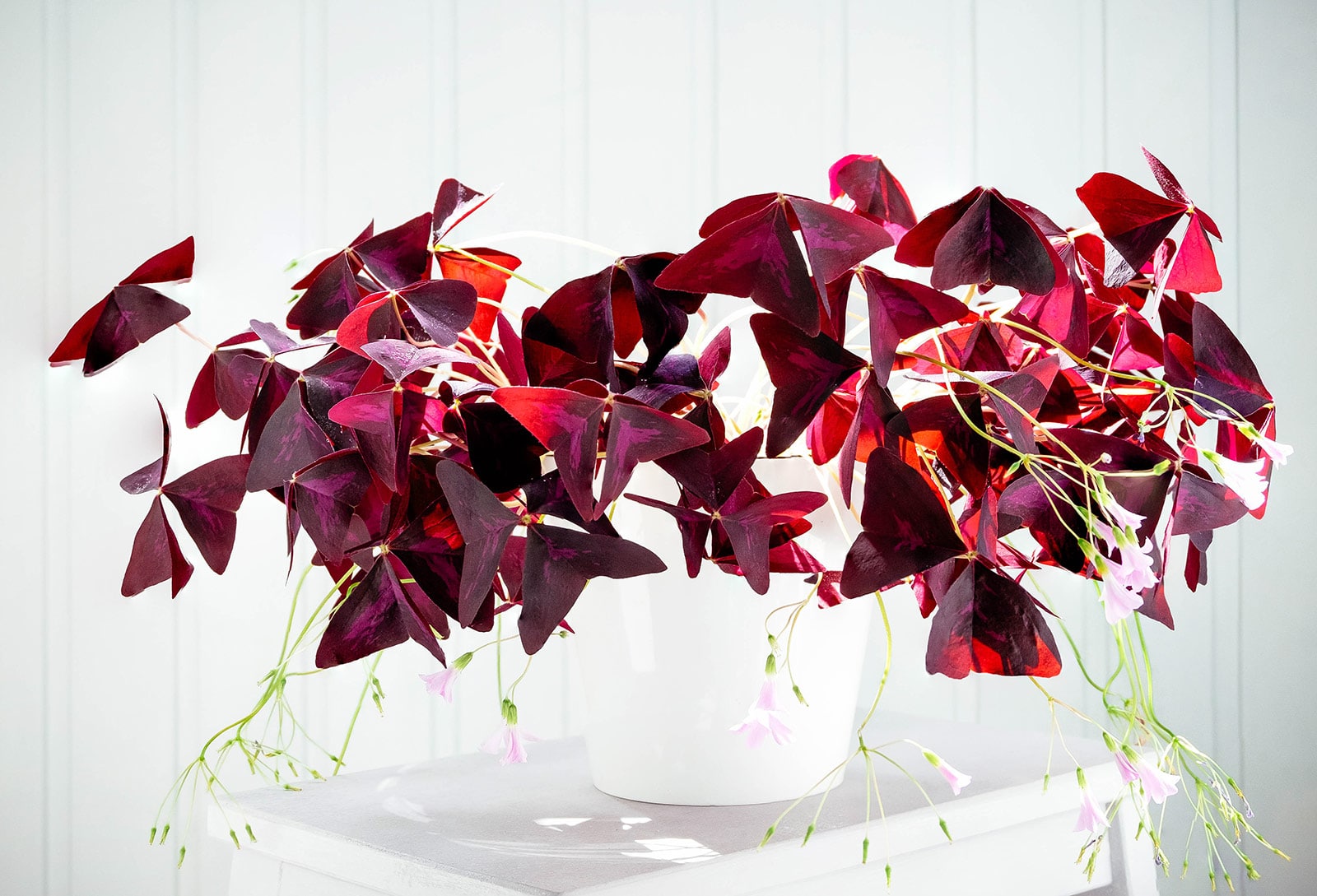 Reddish-purple Oxalis triangularis houseplant in a white pot against a white wall dappled with sunlight