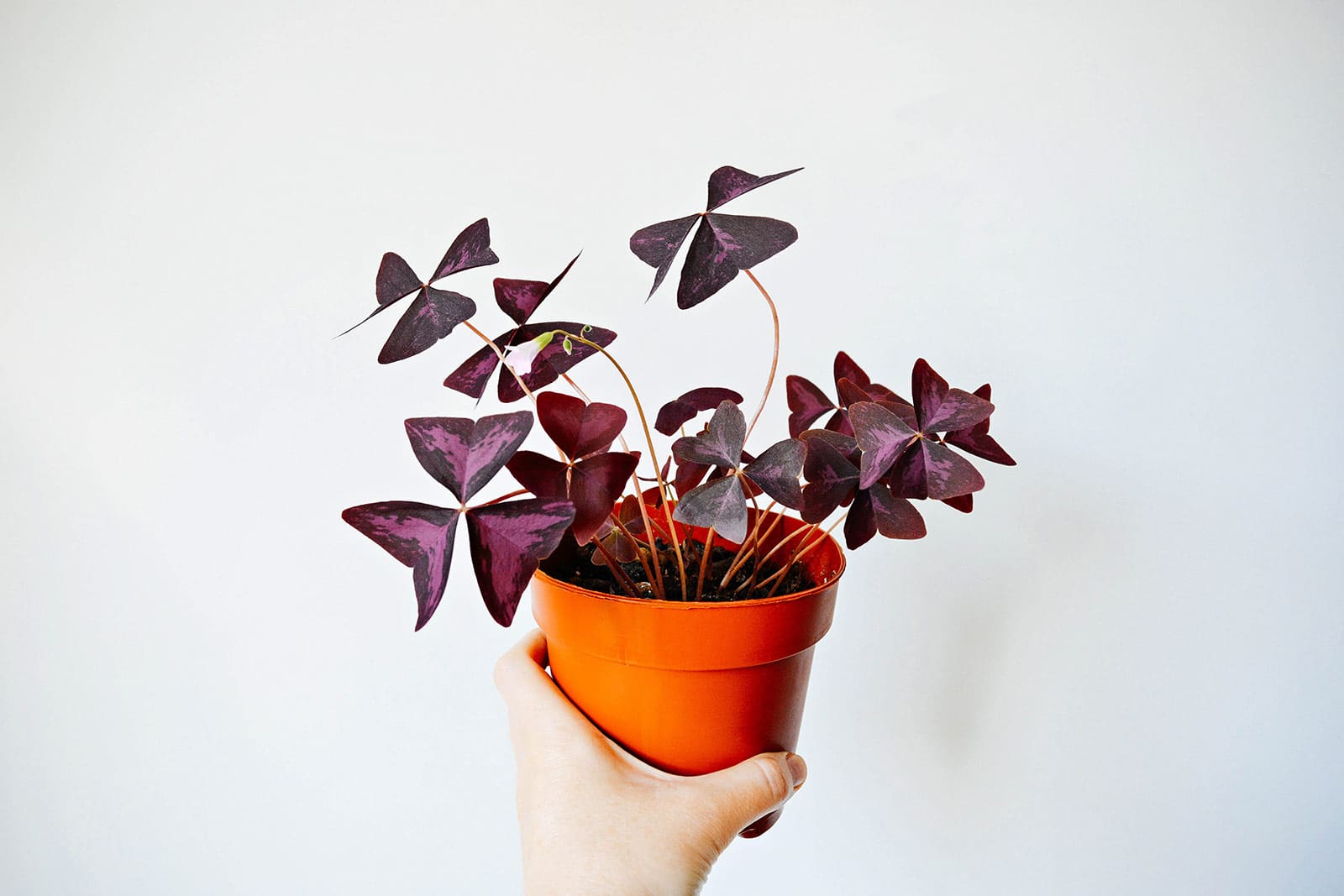 Hand holding a small potted Oxalis triangularis purple shamrock plant against a white wall