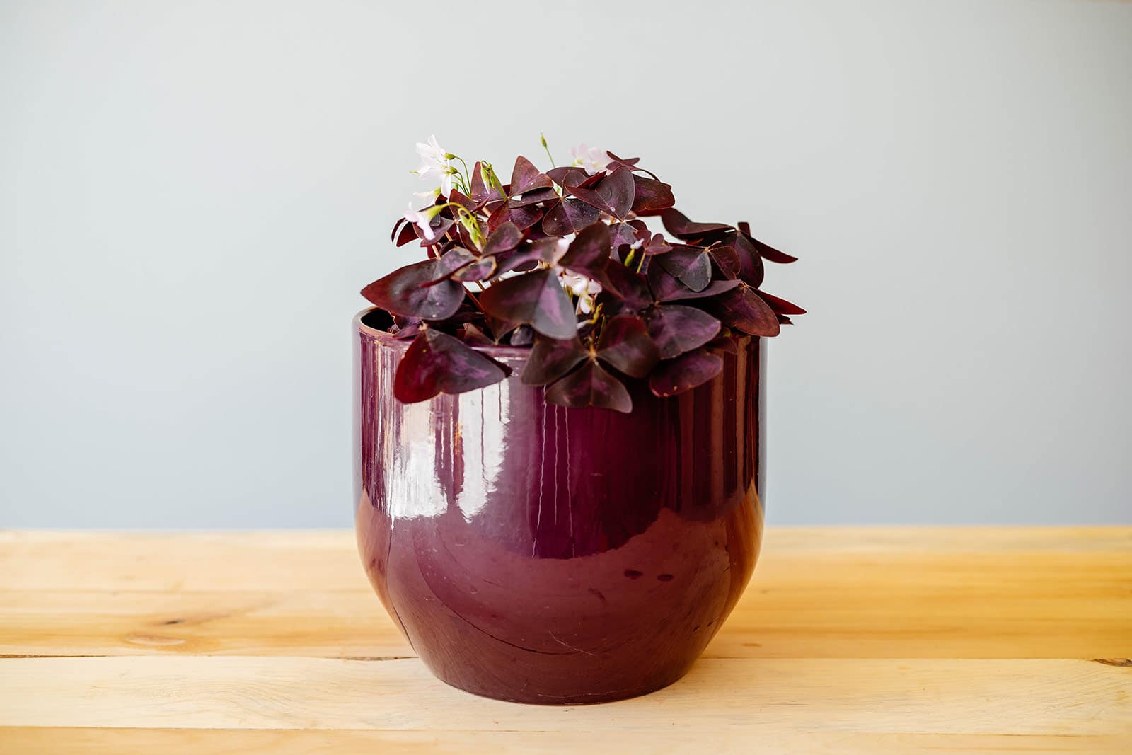 Small Oxalis triangularis plant in a purple ceramic pot on a wooden surface