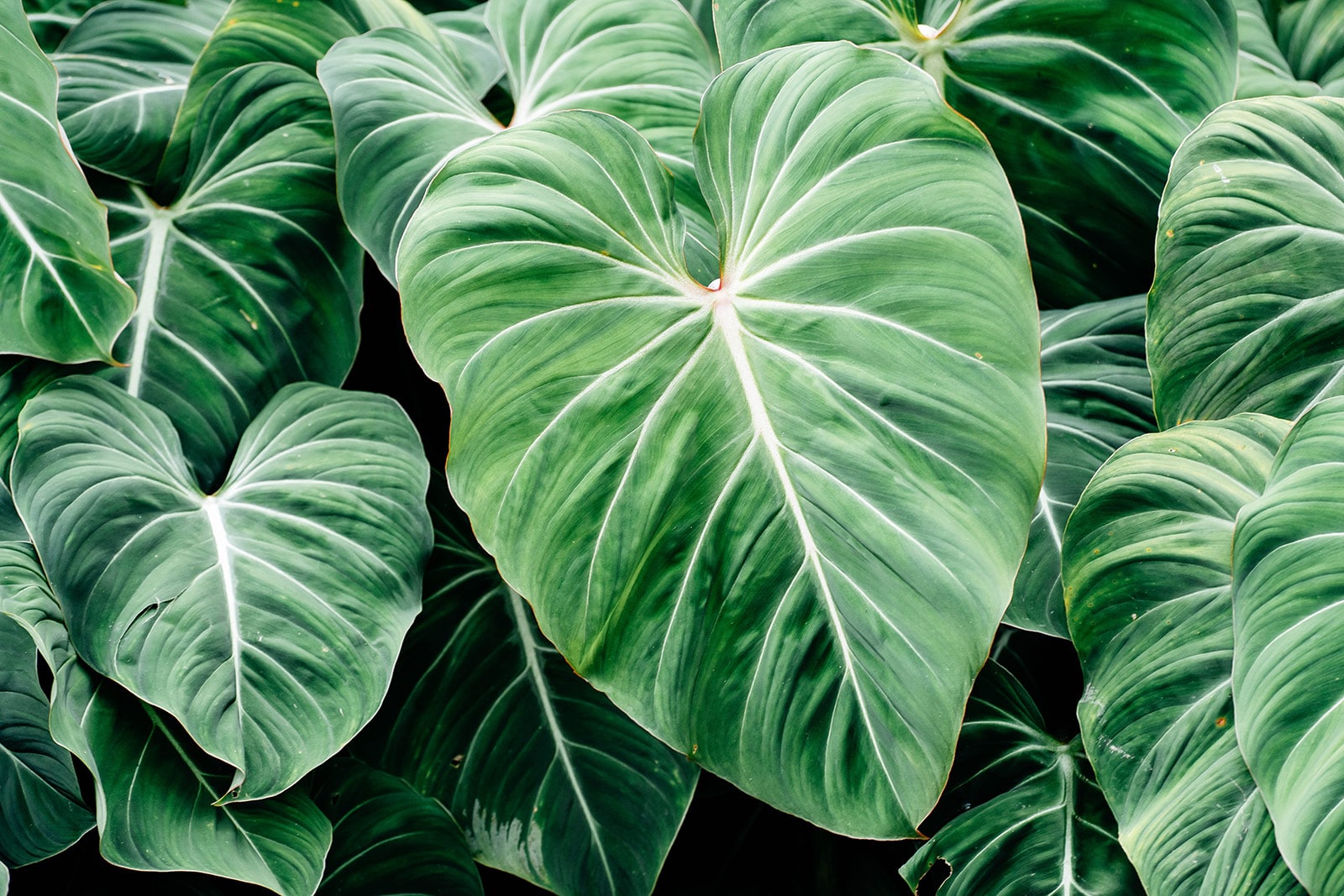Close-up of large, velvety Philodendron gloriosum plant leaves
