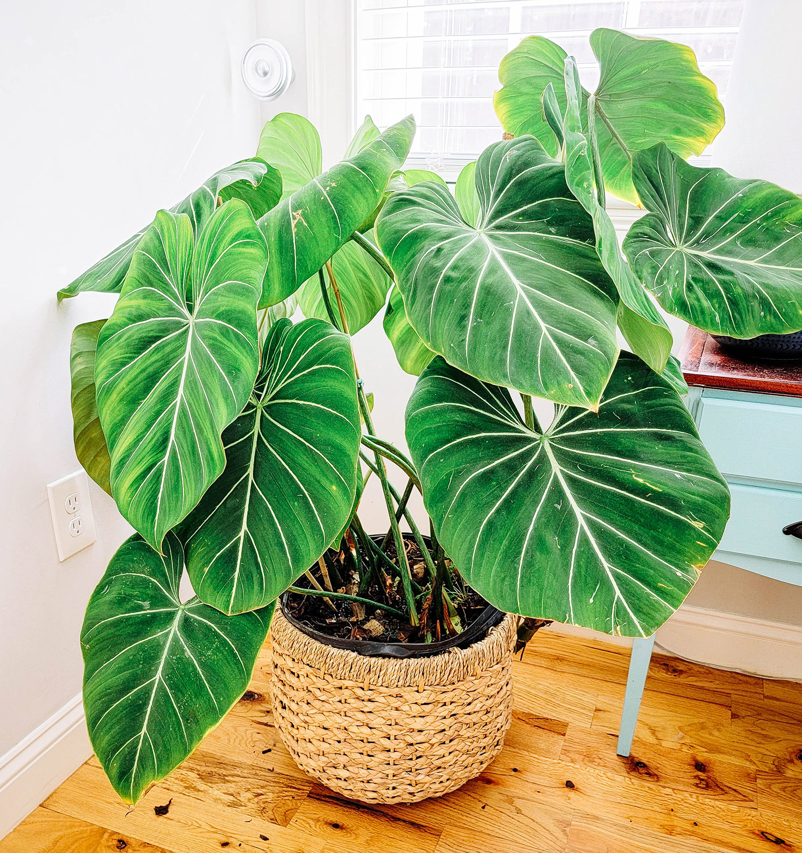 A mature Philodendron gloriosum houseplant with extra large leaves in a wicker pot displayed in the corner of a room
