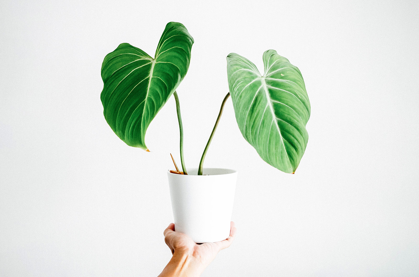 Hand holding a Philodendron gloriosum houseplant in a modern white pot against a white wall