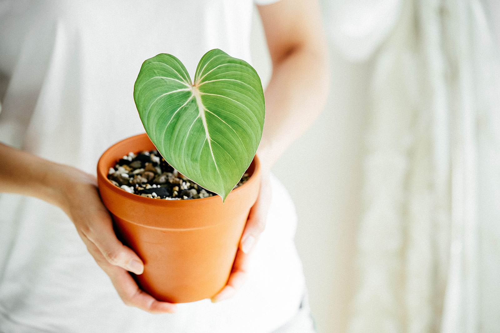 Woman's hands holding a small Philodendron gloriosum plant in a terracotta pot