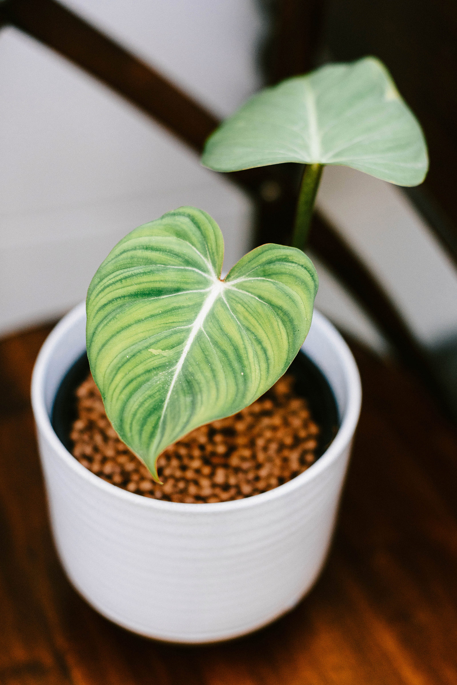 Small Philodendron gloriosum houseplant in a white ceramic pot on a wooden table