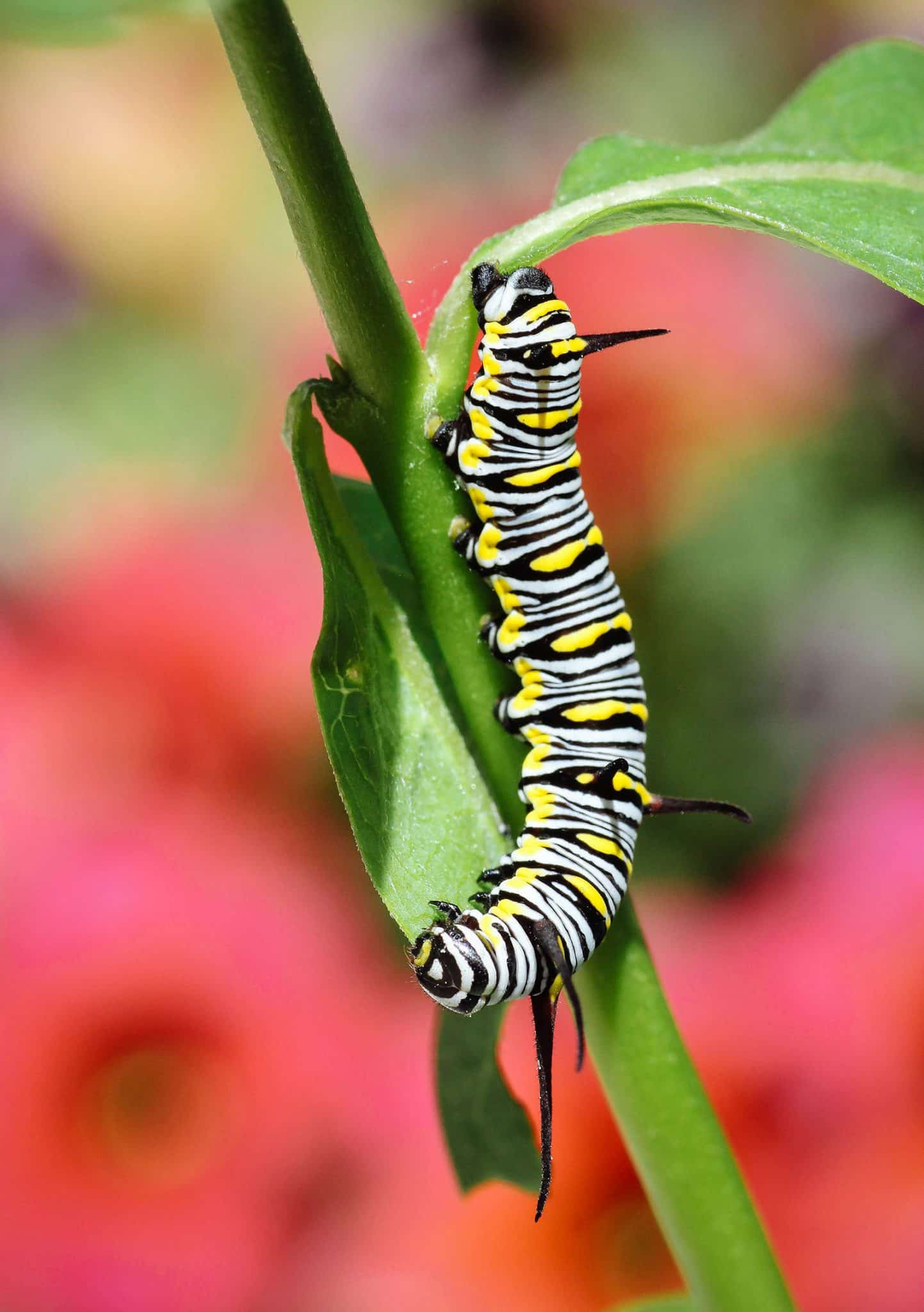 A to Z Visual Guide to Identifying Striped Caterpillars in Your Garden ...