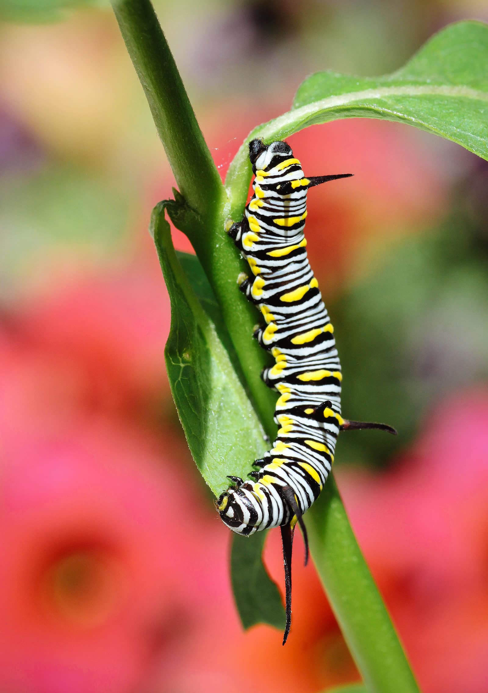 Queen caterpillar