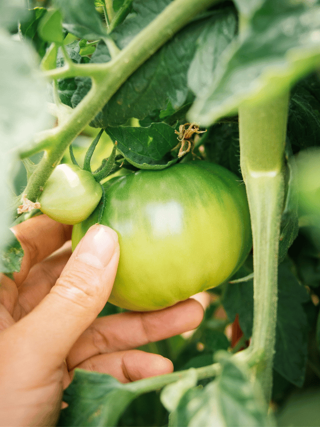 4 Ways to Ripen Tomatoes on the Vine—Fast Garden Betty