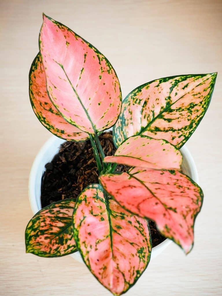 Aglaonema Varieties to Swoon Over: 35 Stunning Chinese Evergreen Plants (With Pictures)