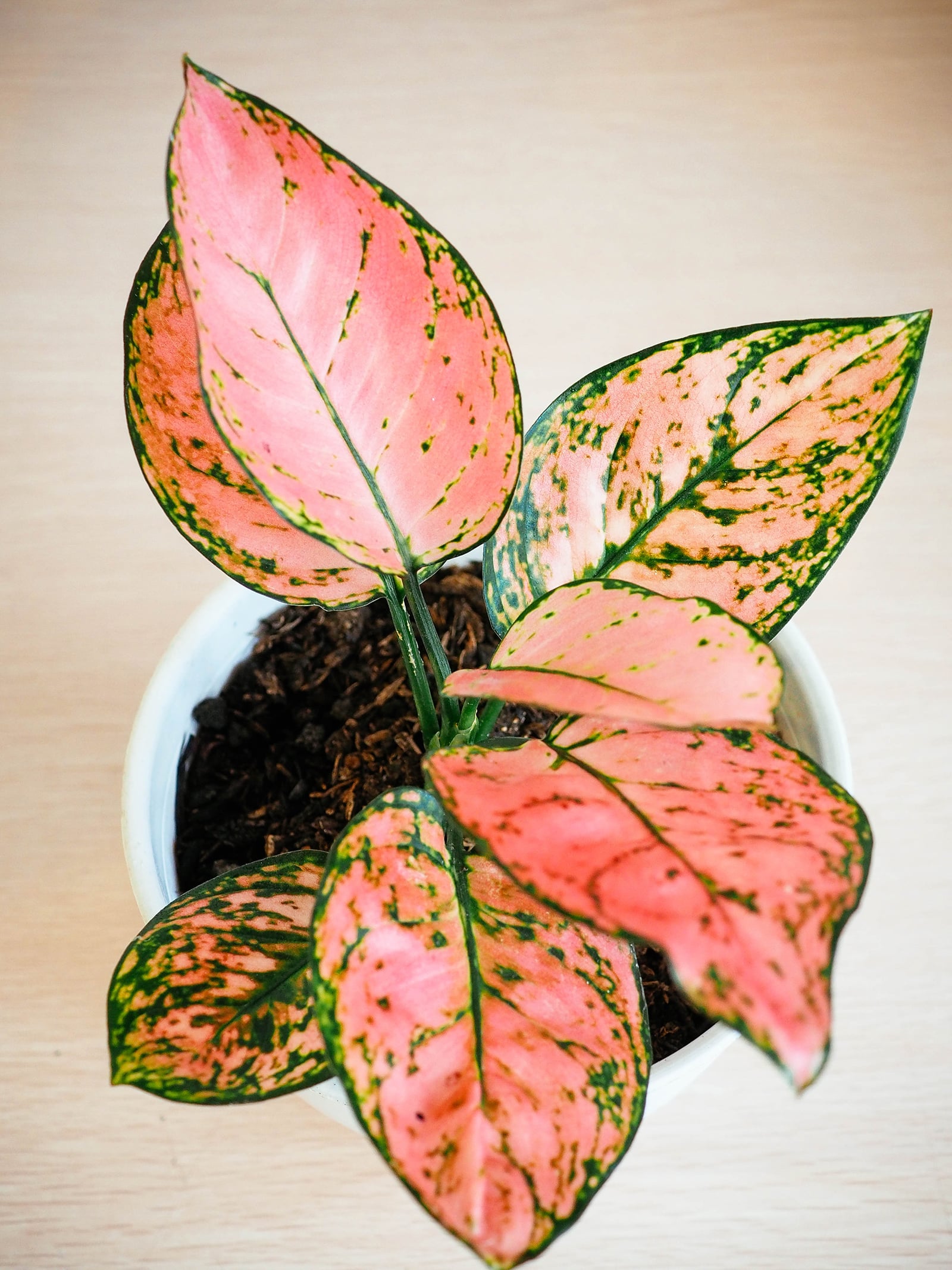 Vibrant Aglaonema varieties you’ll love (with pictures)
