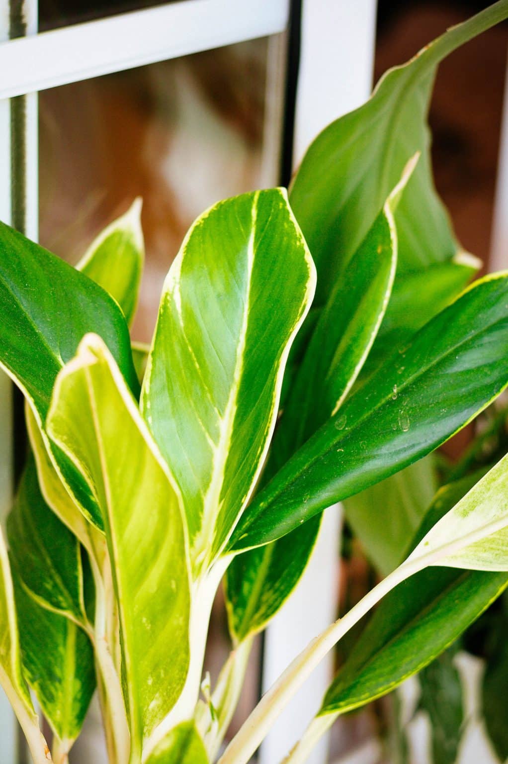 Aglaonema Varieties to Swoon Over: 35 Stunning Chinese Evergreen Plants ...