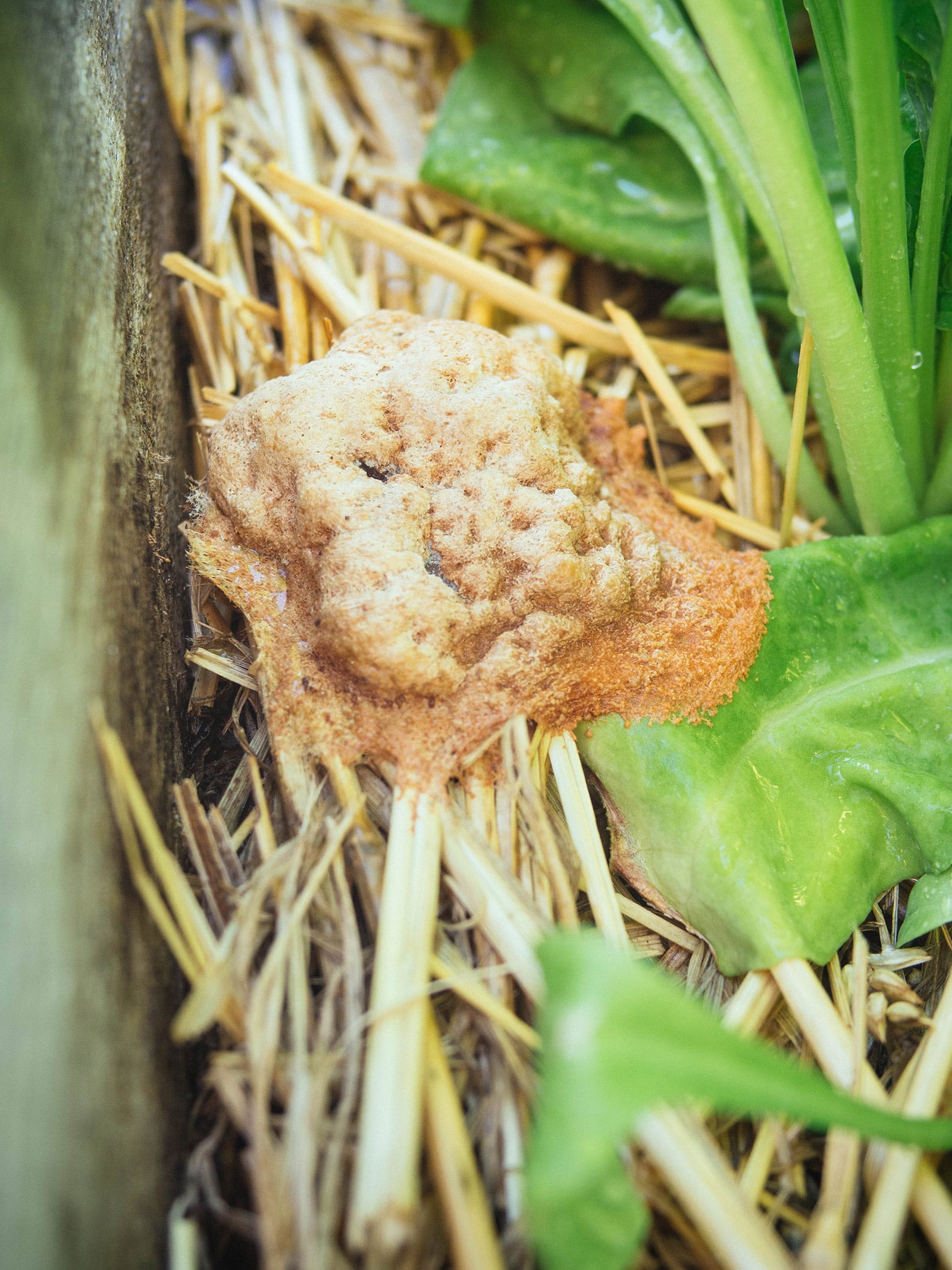 Dog vomit fungus: the weird slime mold in your garden