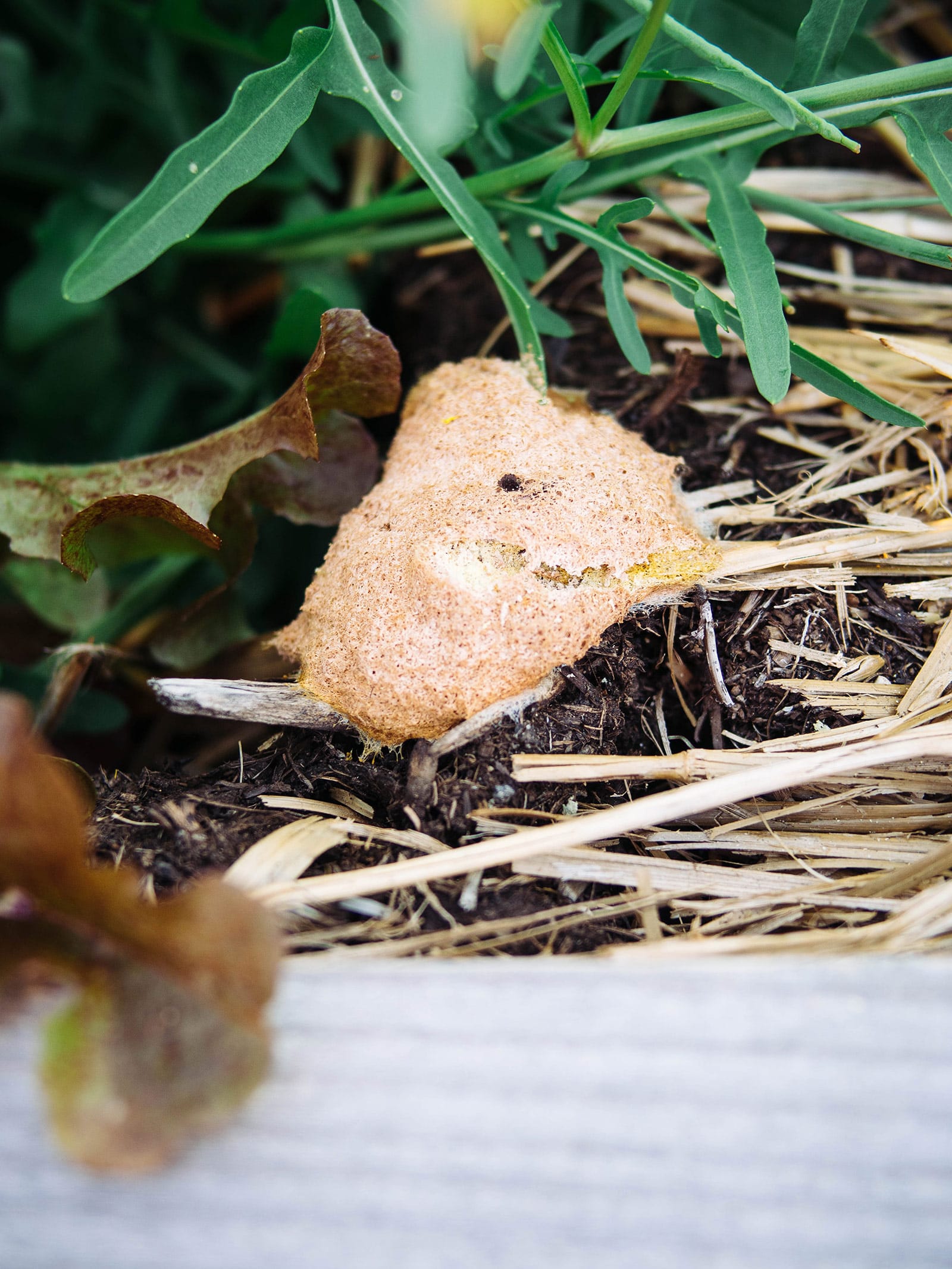 Dog vomit fungus (Fuligo septicai) growing in straw mulch next to arugula plants