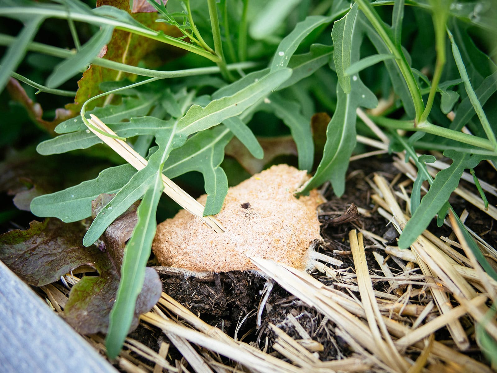 Dog vomit fungus slime mold growing in straw mulch in garden bed