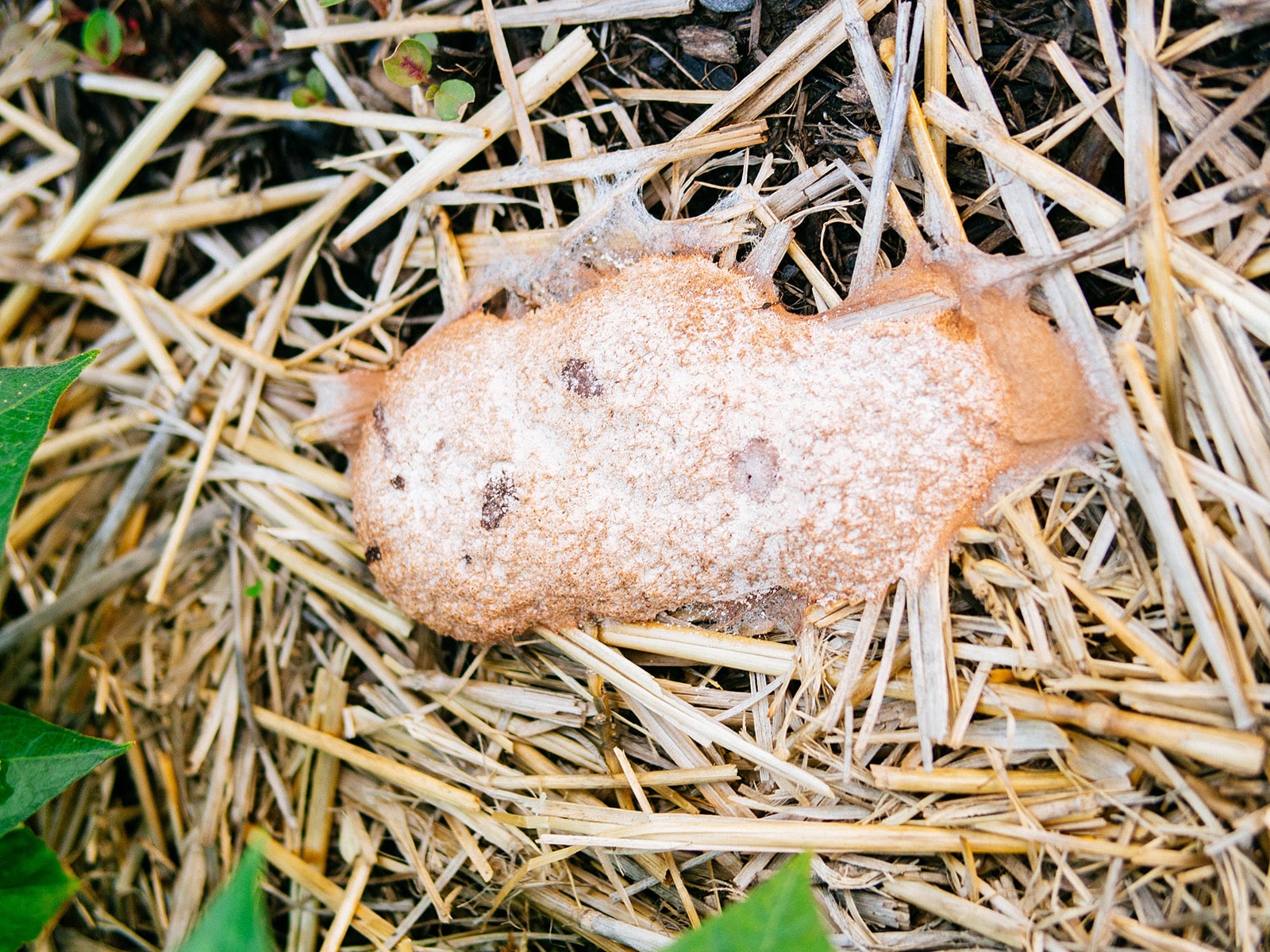 Dog vomit fungus (Fuligo septicai) growing in straw mulch in a garden