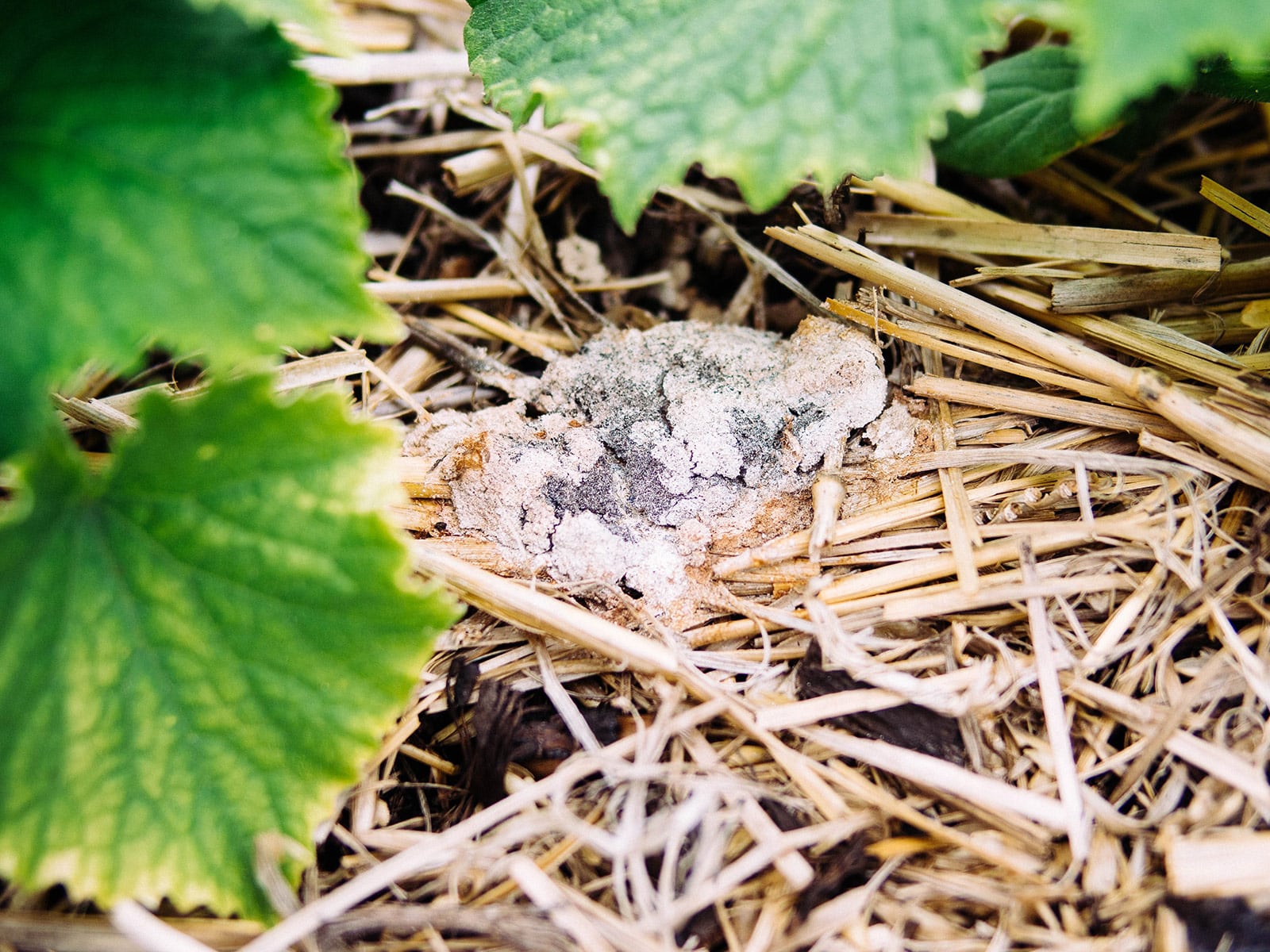 Dog vomit fungus slime mold beginning to crust over