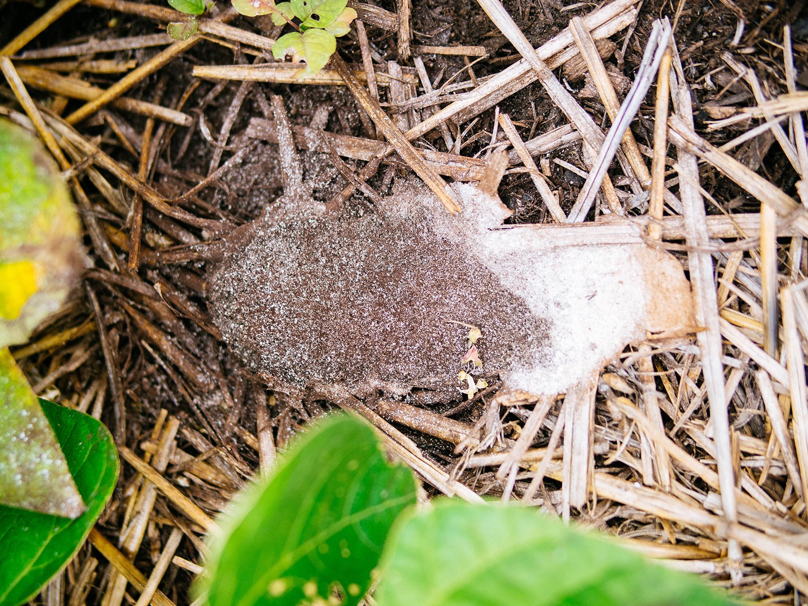 Mature slime mold (dog vomit fungus) with powdery spores spread across mulch