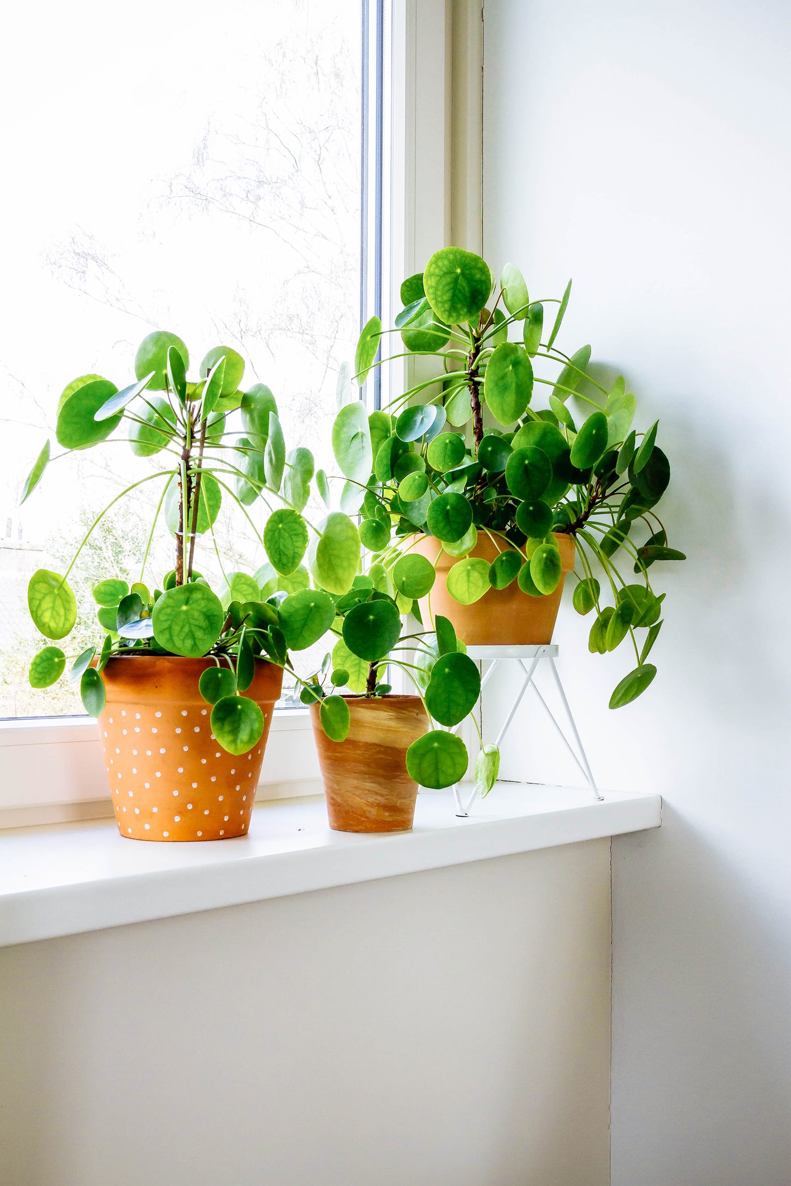 Beginner's guide to caring for Chinese money plant (Pilea peperomioides)