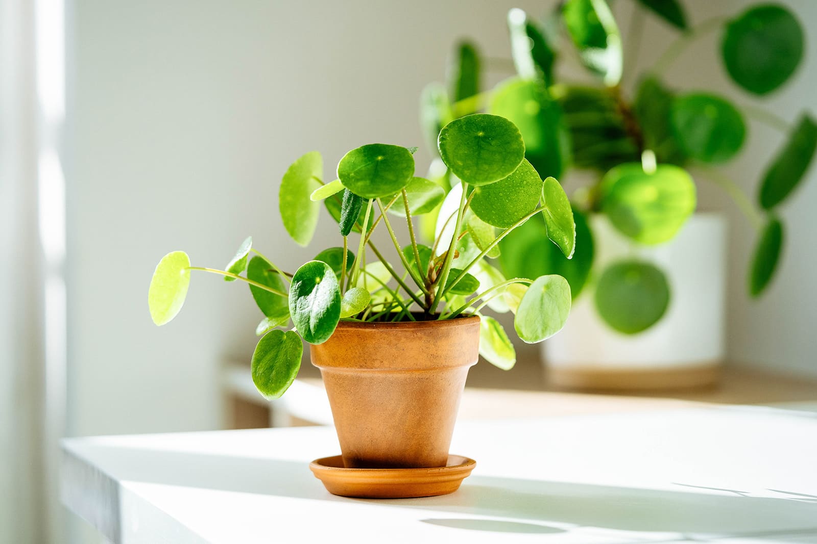 Pilea peperomioides (Chinese money plant) in terracotta pot on a white table with another houseplant blurred in the background