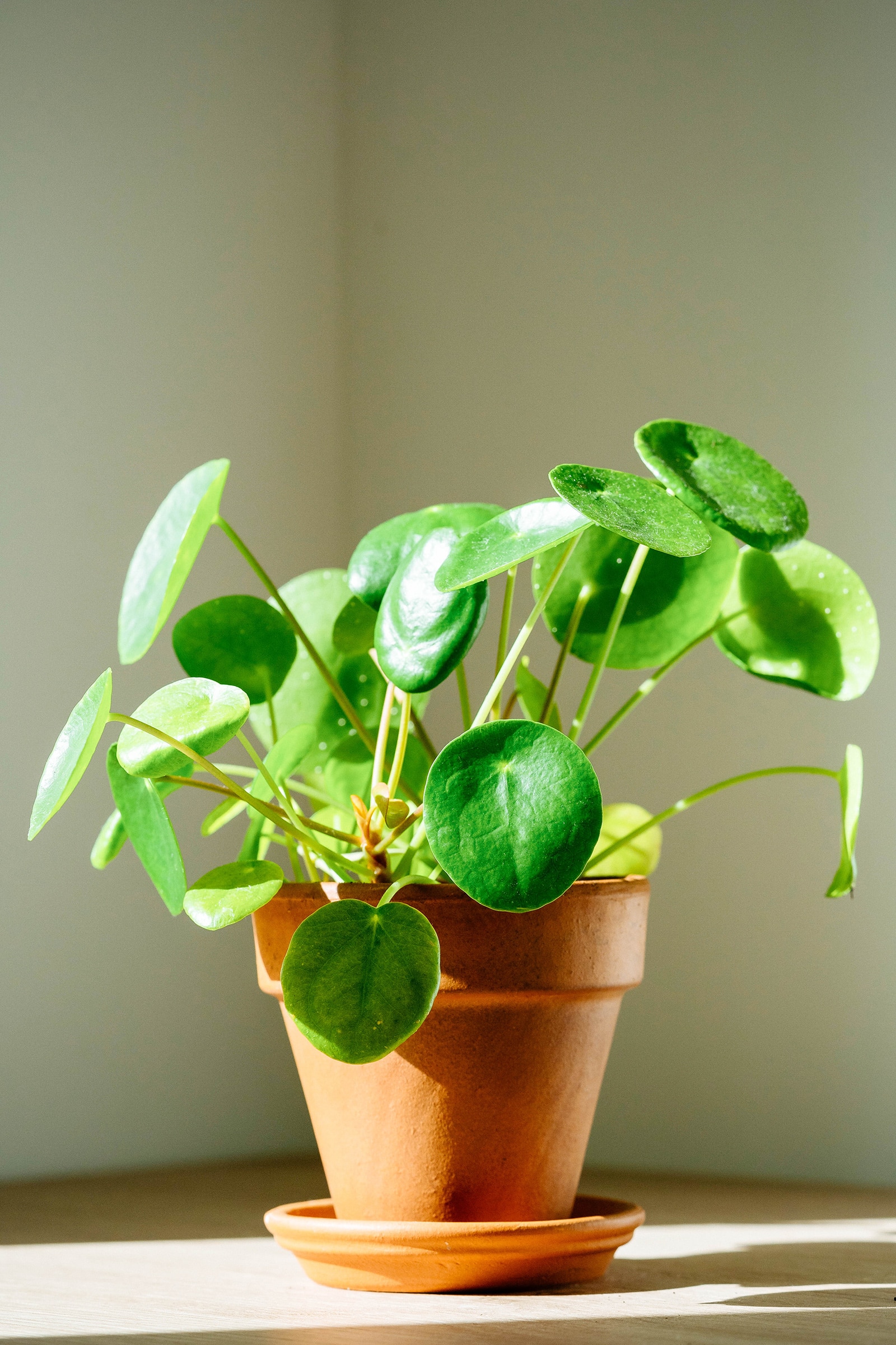 Pilea peperomioides (Chinese money plant) in a terracotta pot against a white wall with bright light on the leaves