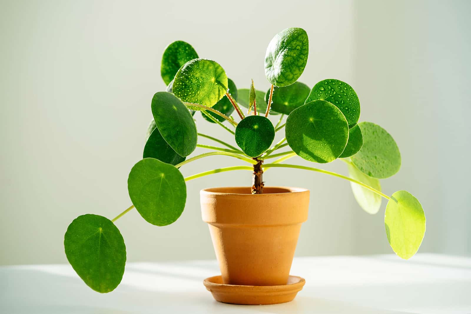 Pilea peperomioides houseplant in terracotta pot on a white table against a white wall