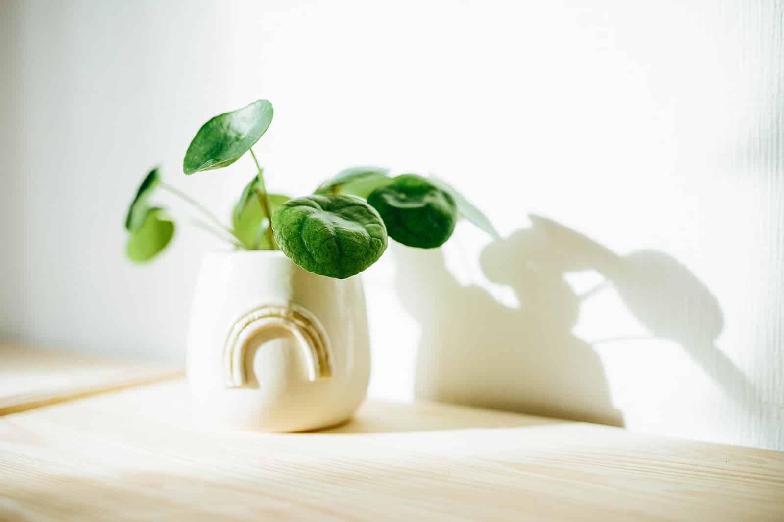 Baby Pilea (Chinese money plant) in a white ceramic vase against a white backdrop with subtle shadows