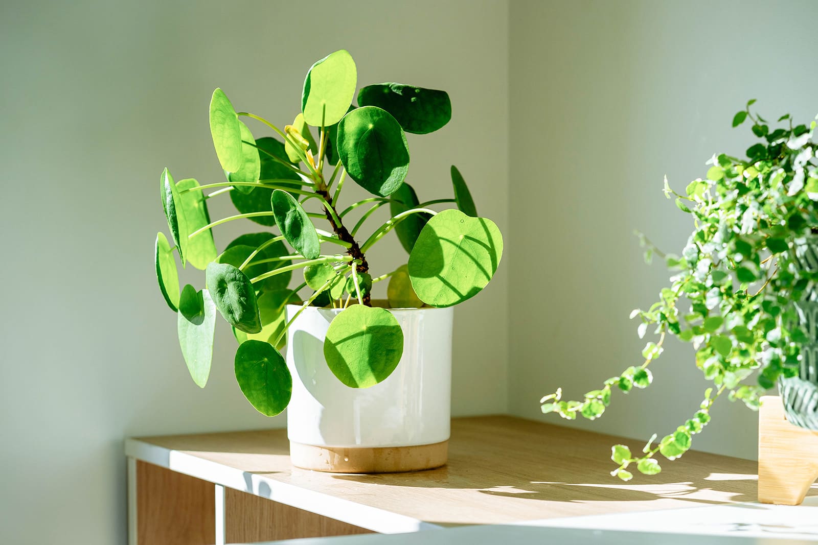 Glowing light on a Chinese money plant in a white ceramic vase on a wooden bookcase
