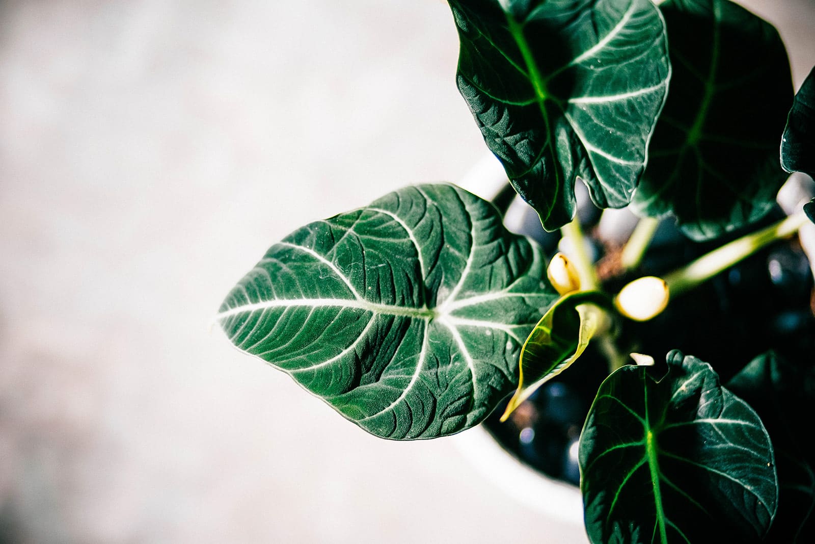 How to keep Alocasia Black Velvet alive and thriving (Alocasia reginula)