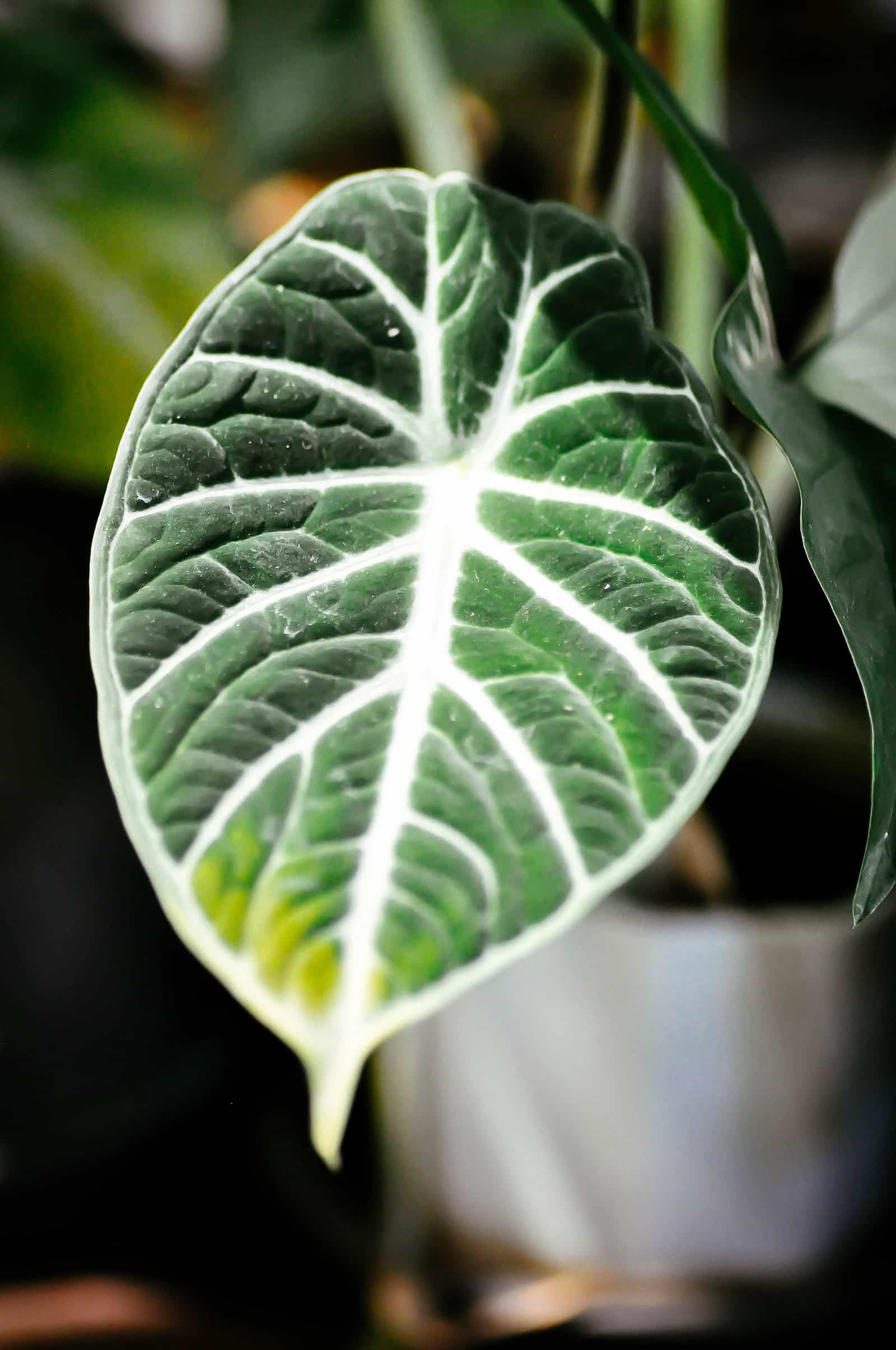 Close-up of Alocasia reginula plant leaf with bright sunlight on it