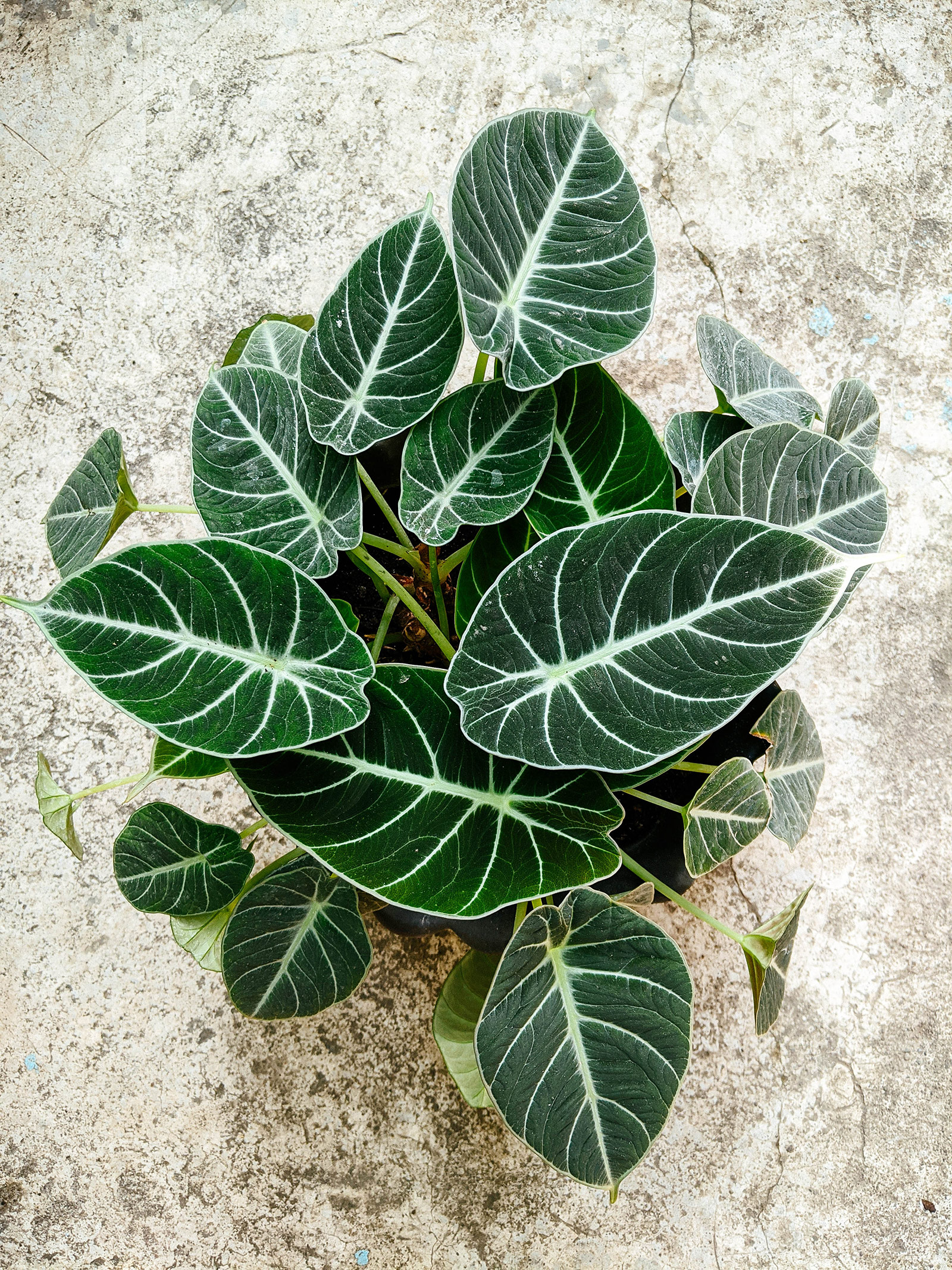 Overhead view of Alocasia Black Velvet plant on a distressed concrete surface
